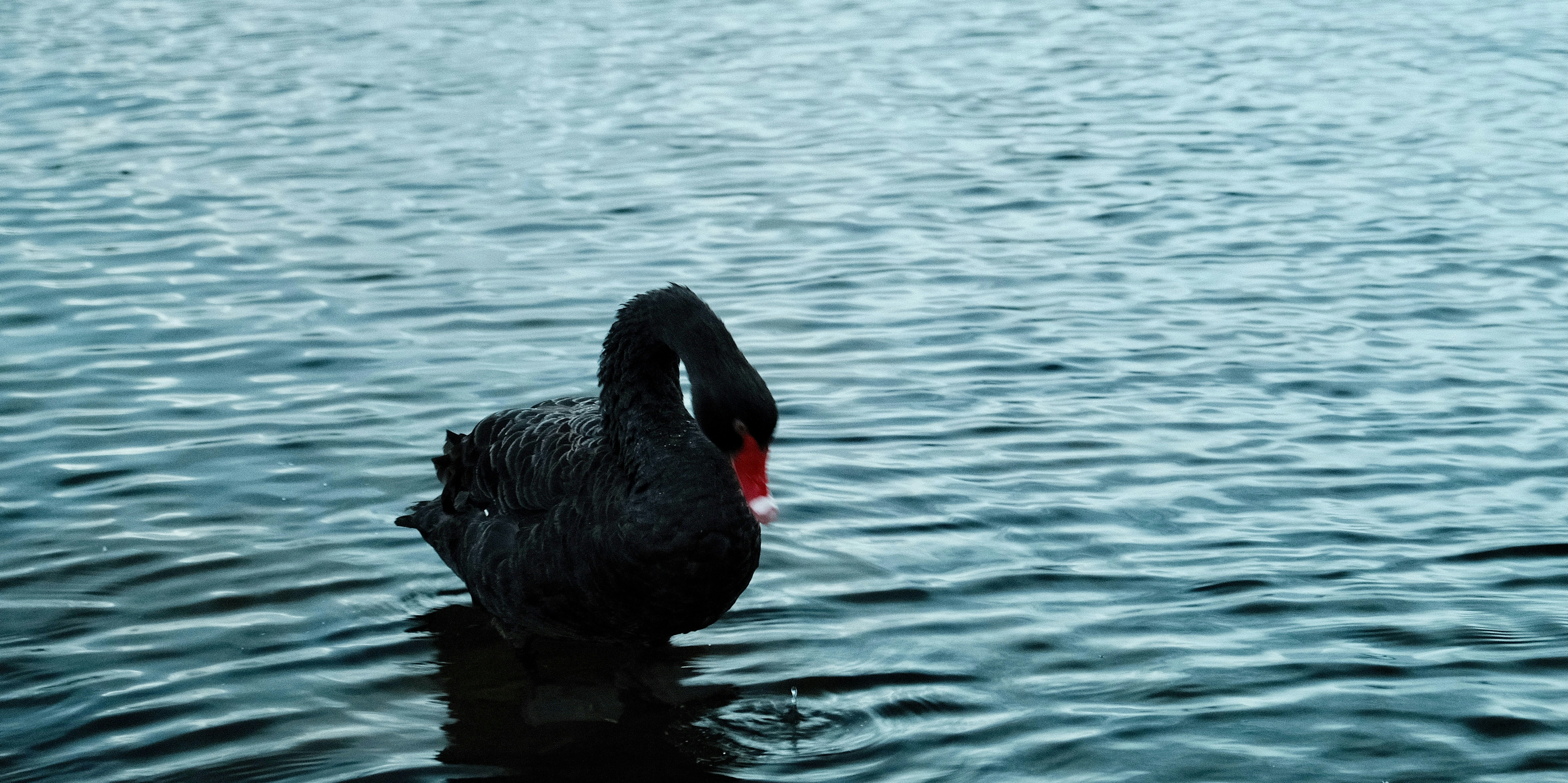 A black swan swims in the water