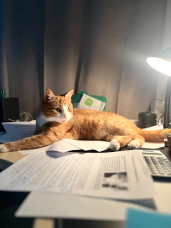 Orange cat lying on a desk with papers