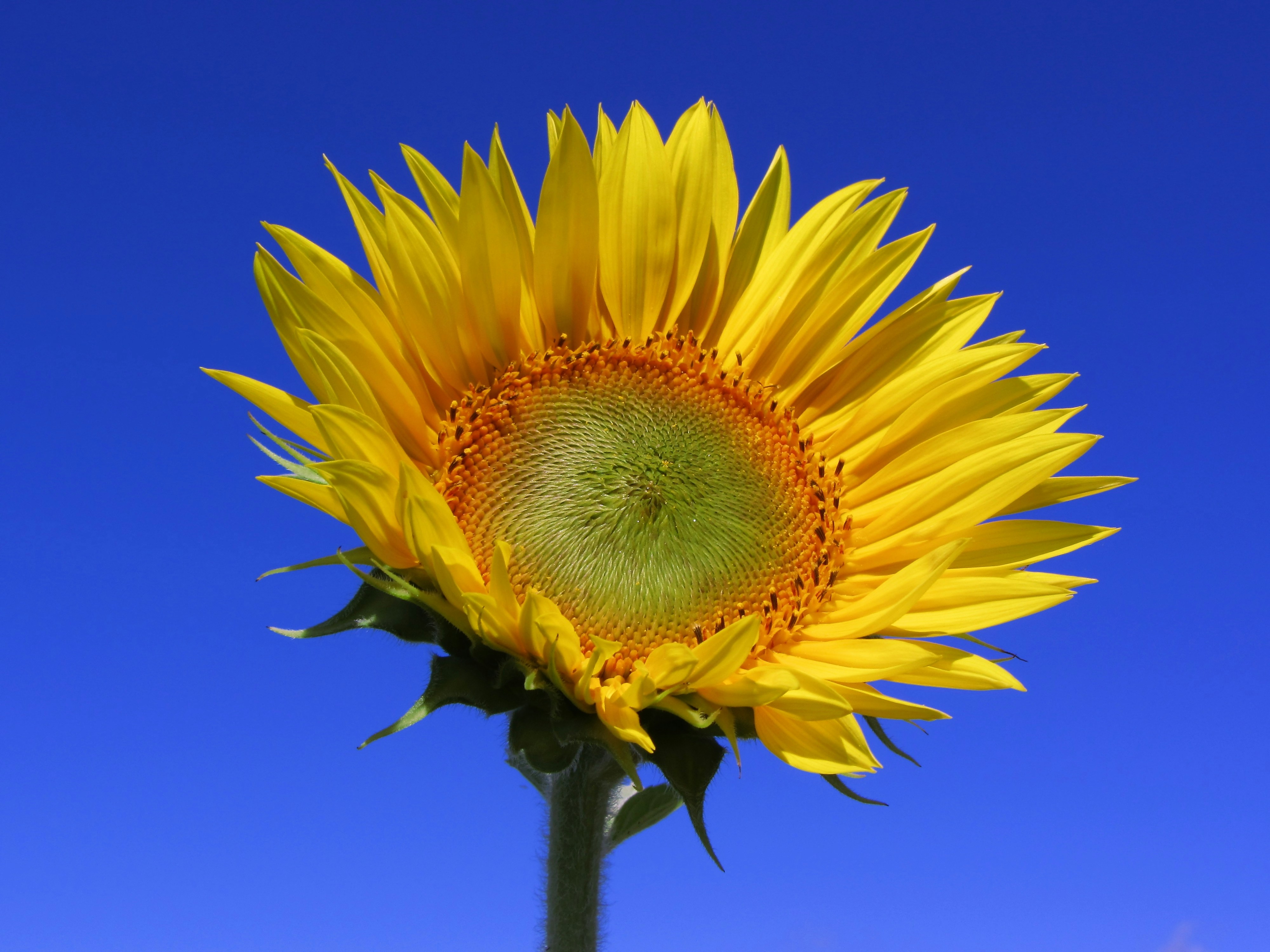 Photo by nikodemus777