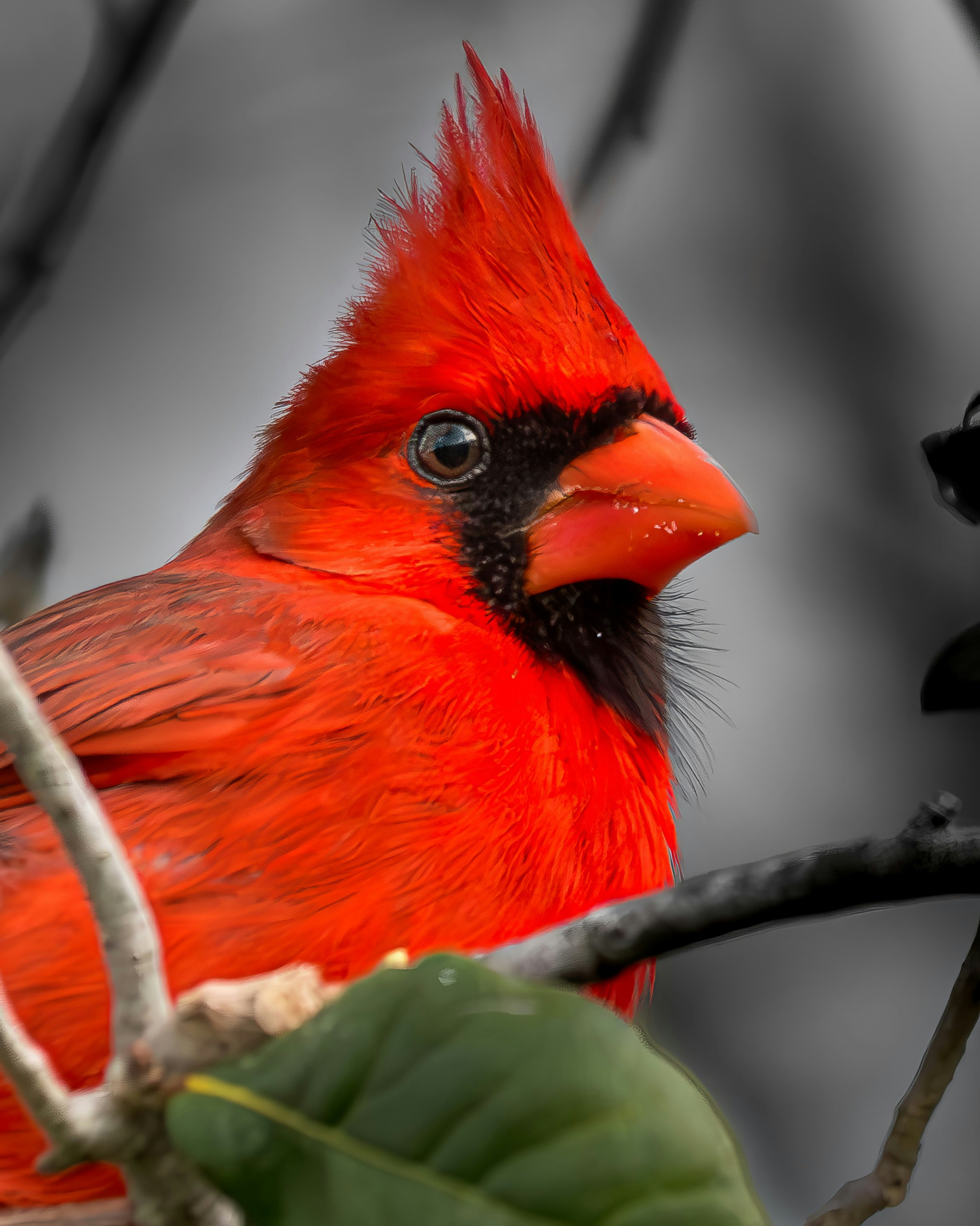 A bright red cardinal bird perched on a branch