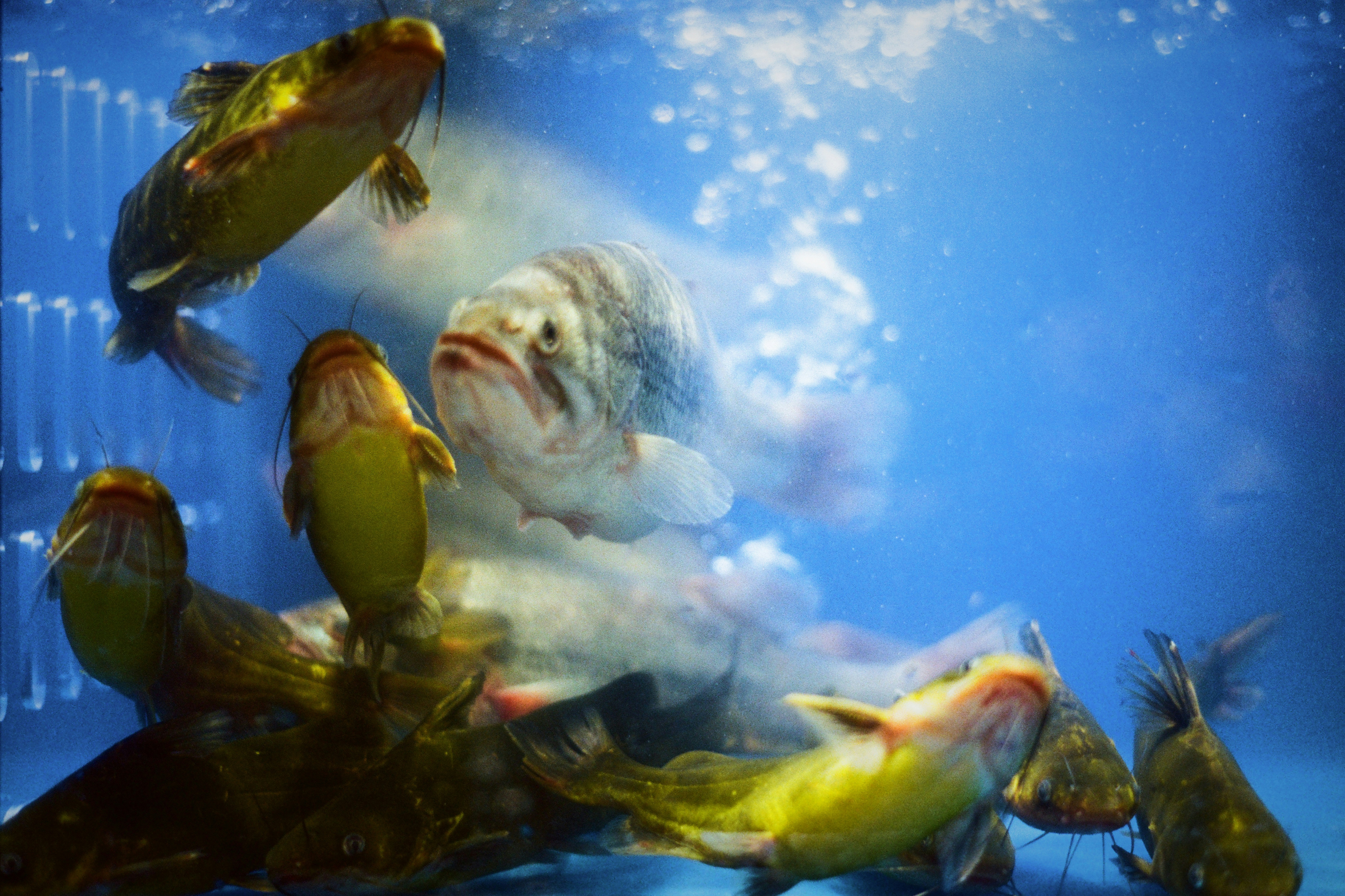 Several fish swim in clear blue water.