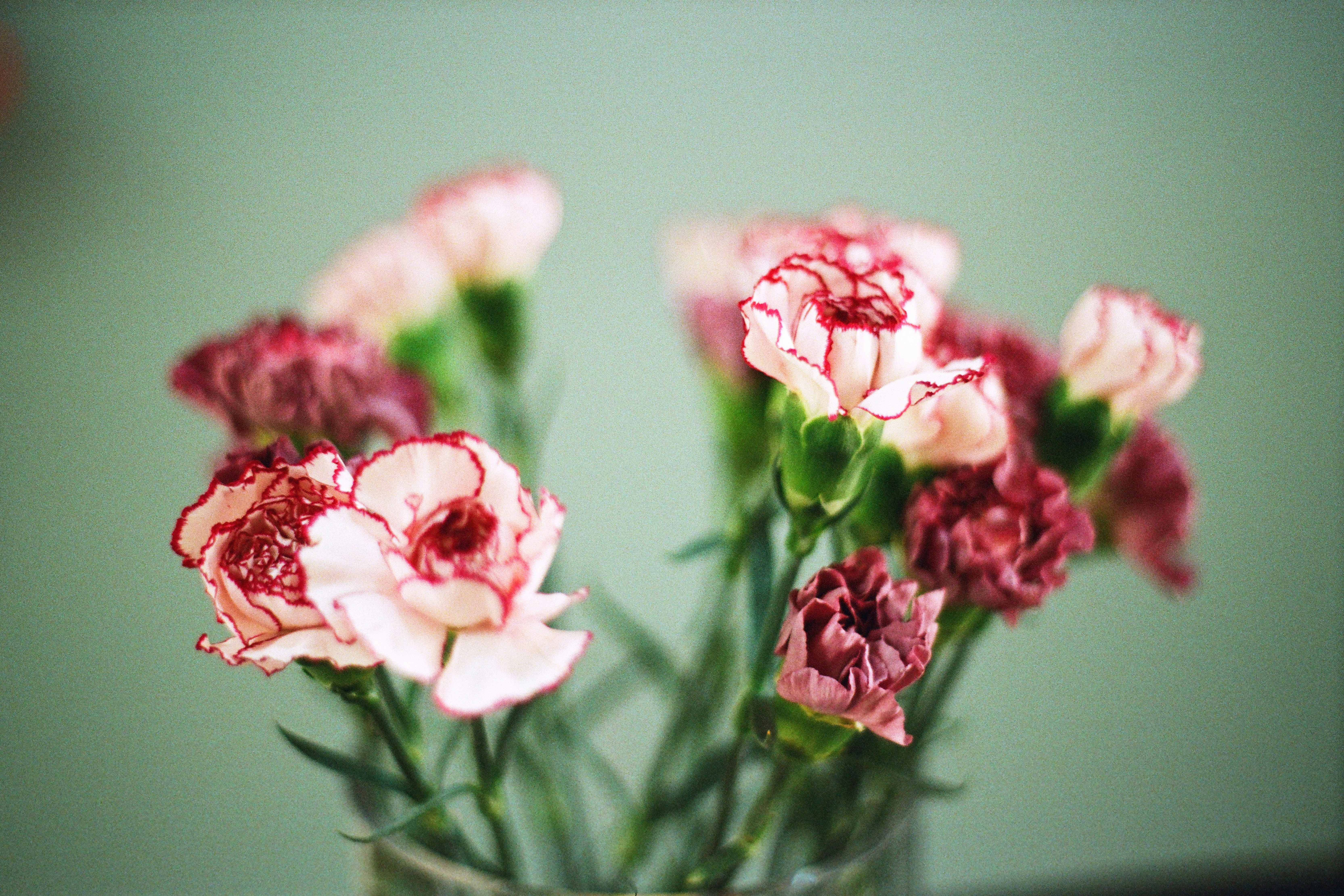 Carnation
