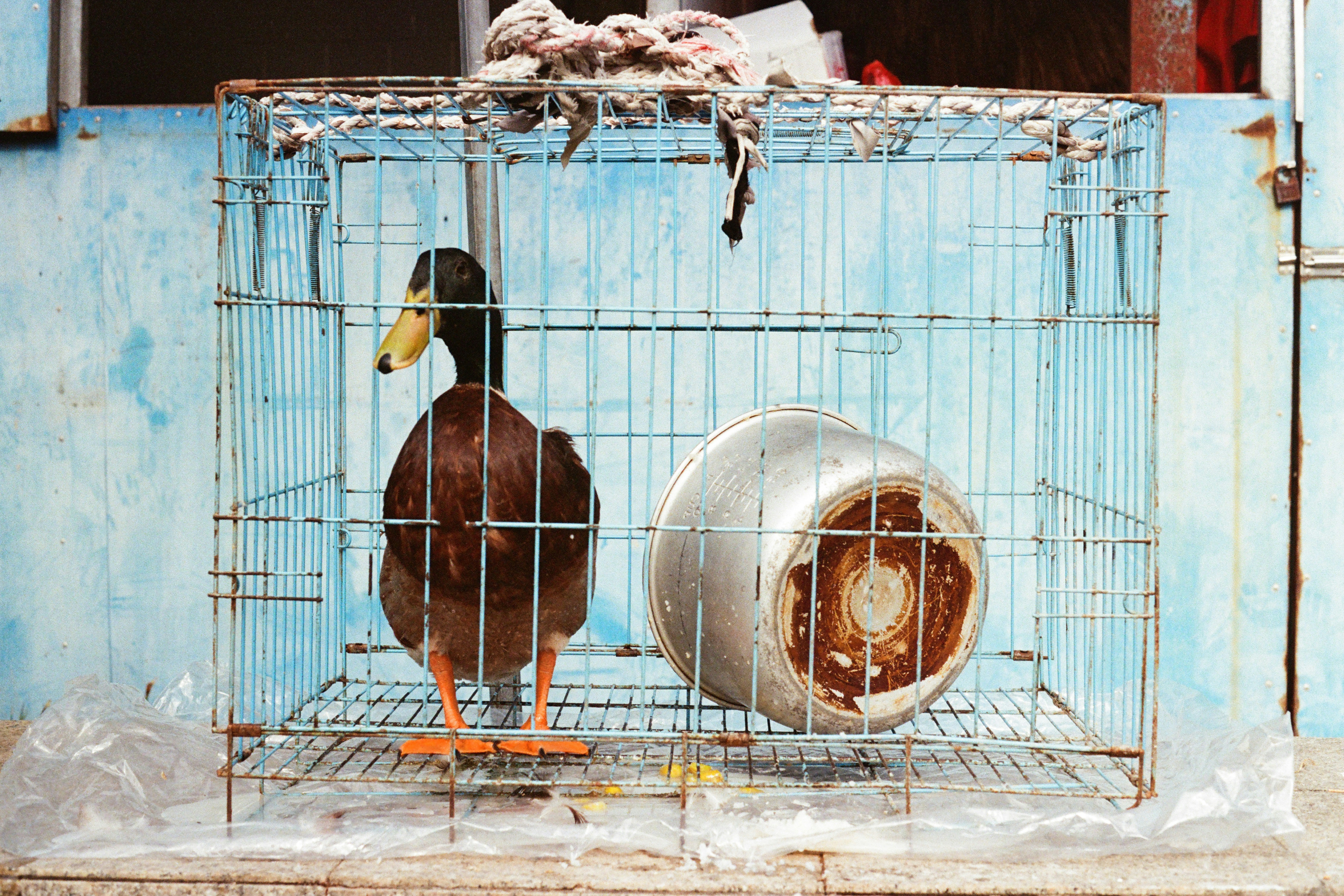 A duck stands in a cage next to a pot.
