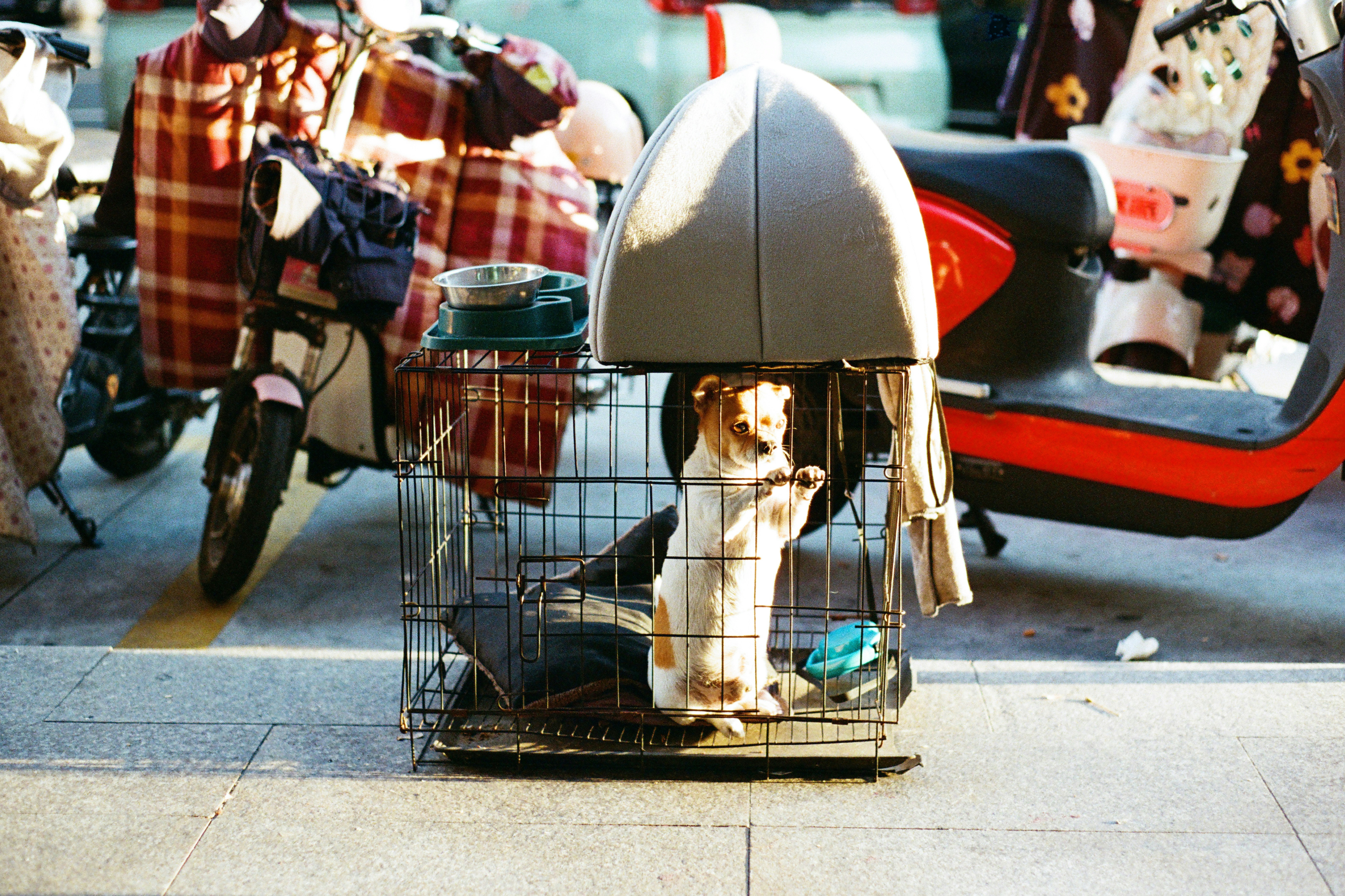 A dog stands in a cage on a street.