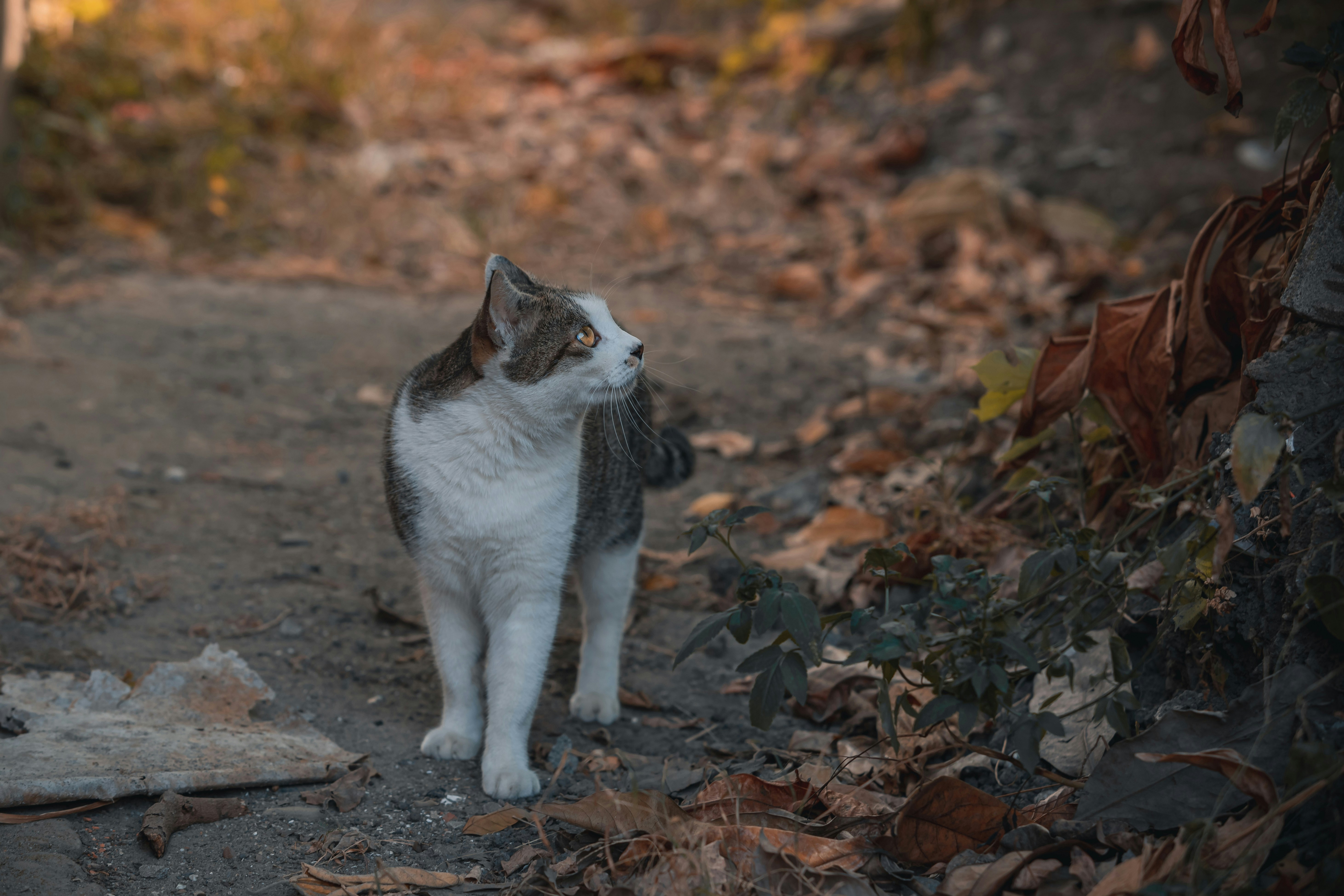 A tabby and white cat stands on a path.