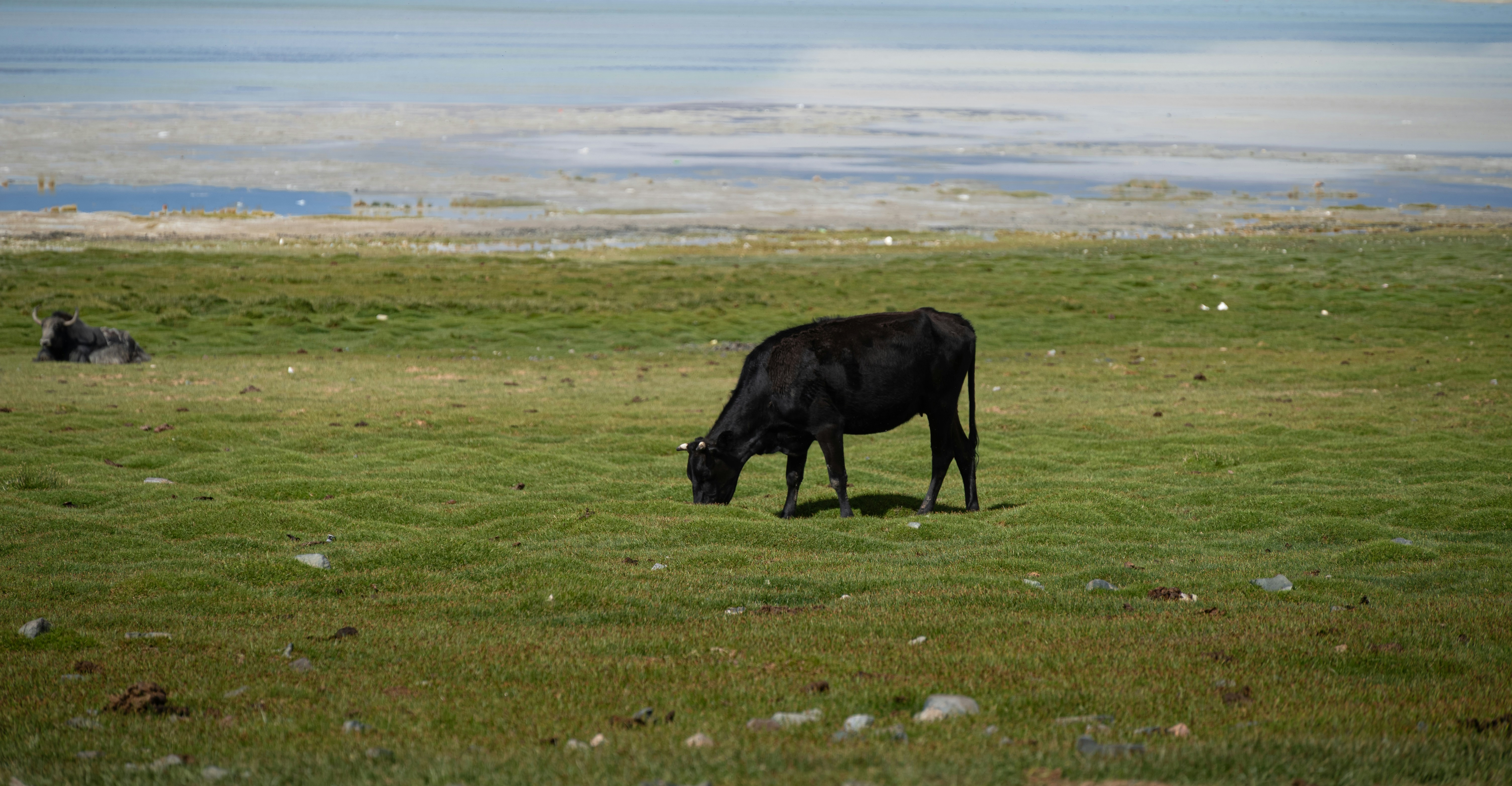 A black cow grazes in a grassy field near water.