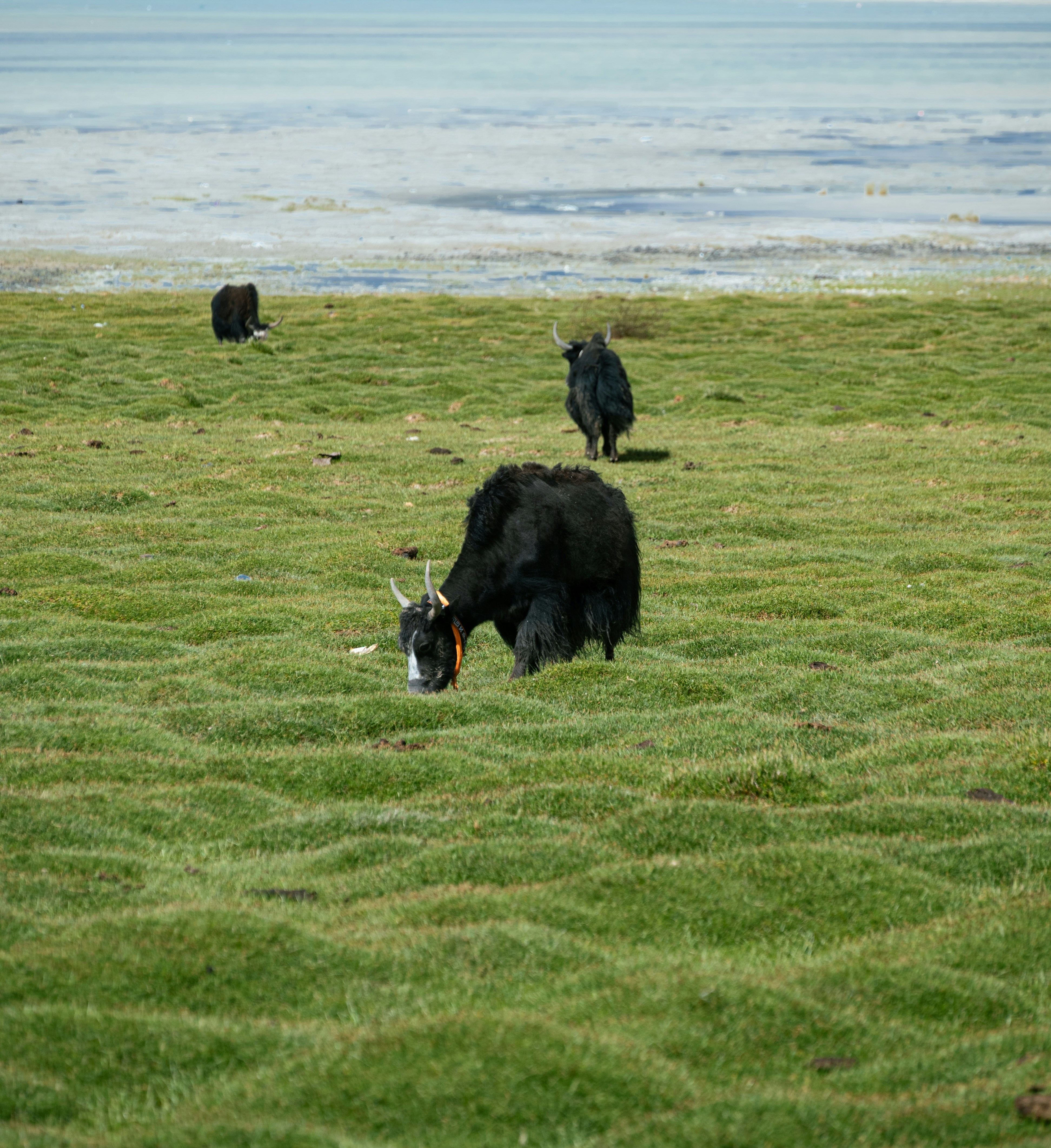 Black yaks grazing in a grassy field near water.