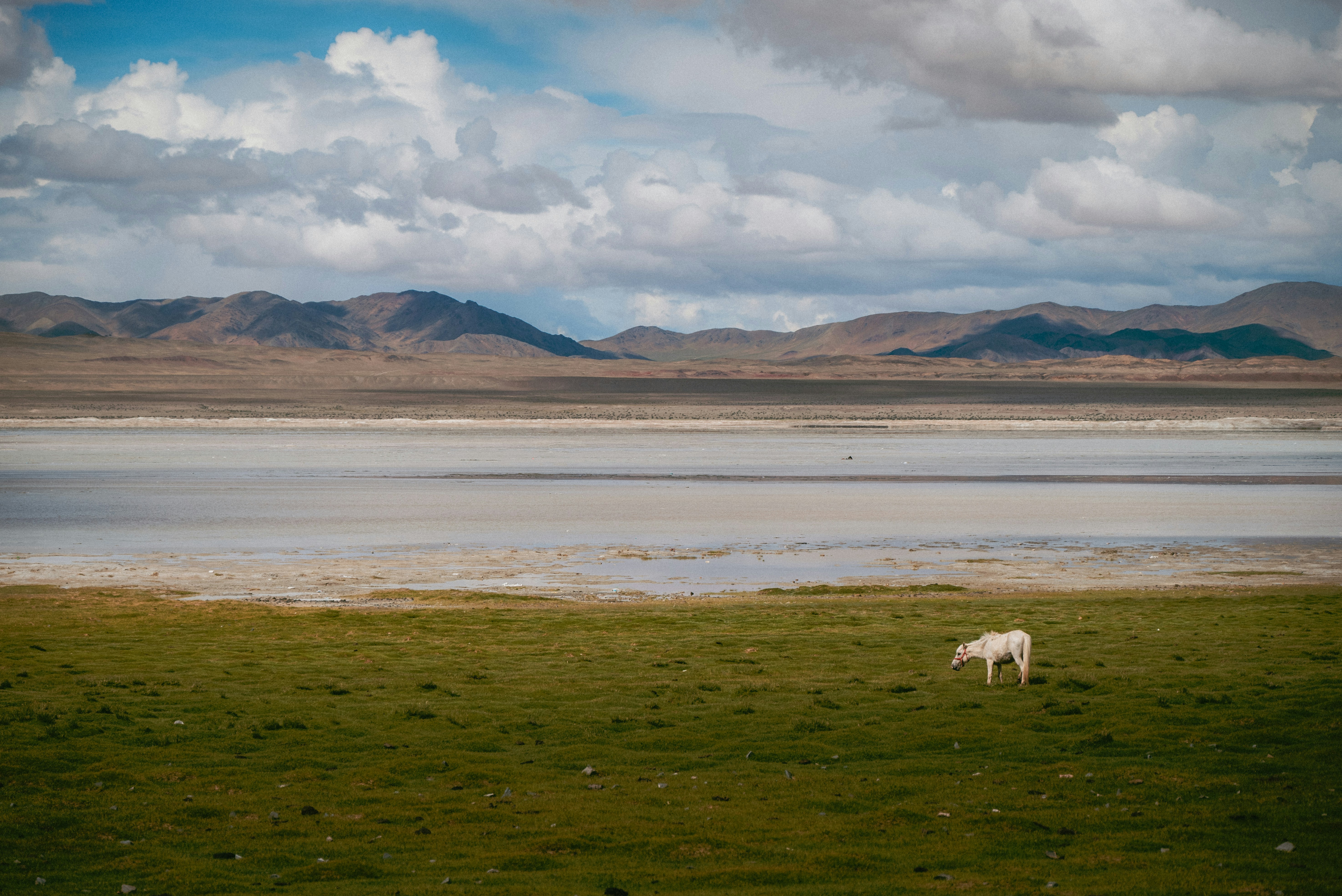 A lone white dog grazes in a grassy field.