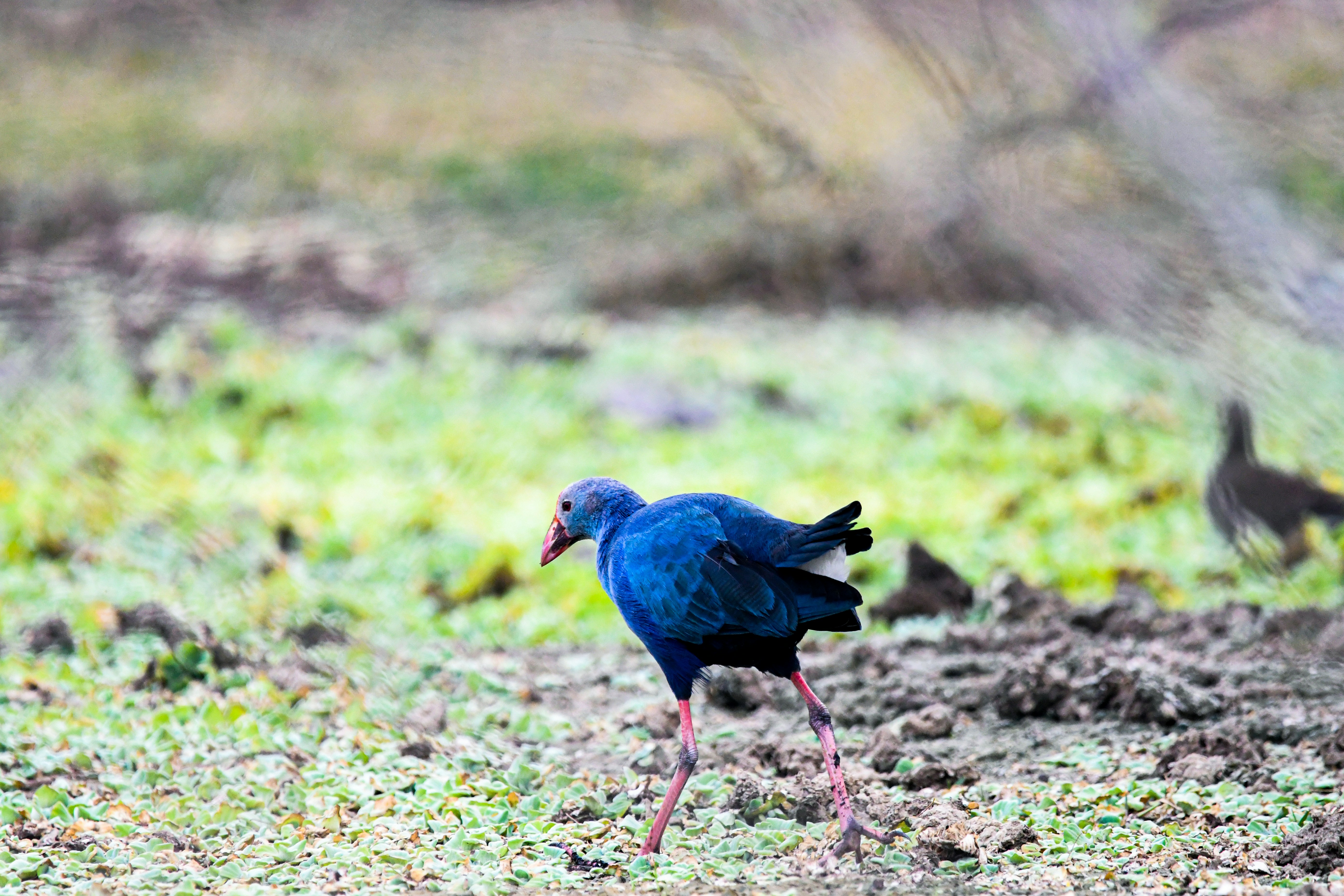 Photo by amitrai10