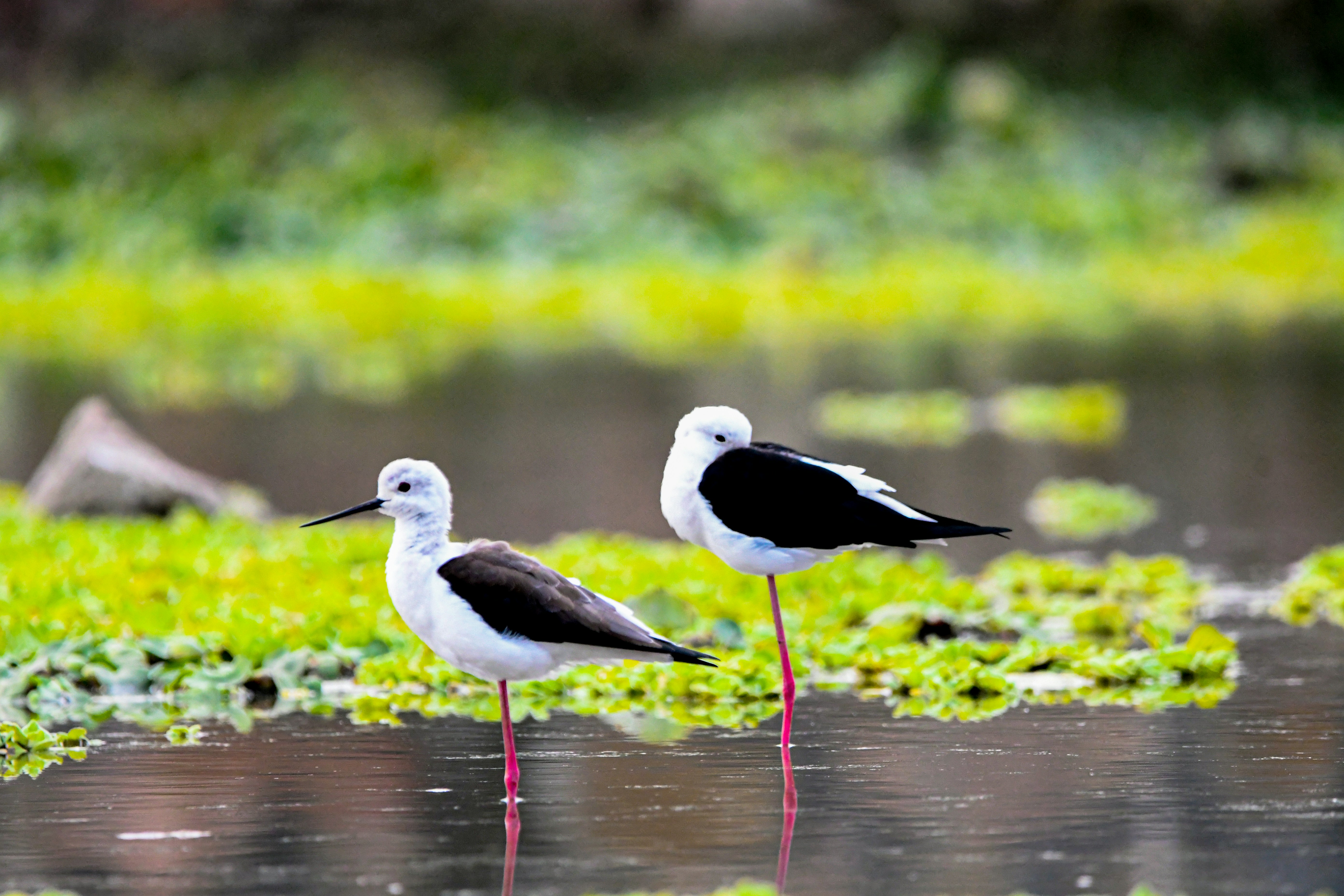 Photo by amitrai10