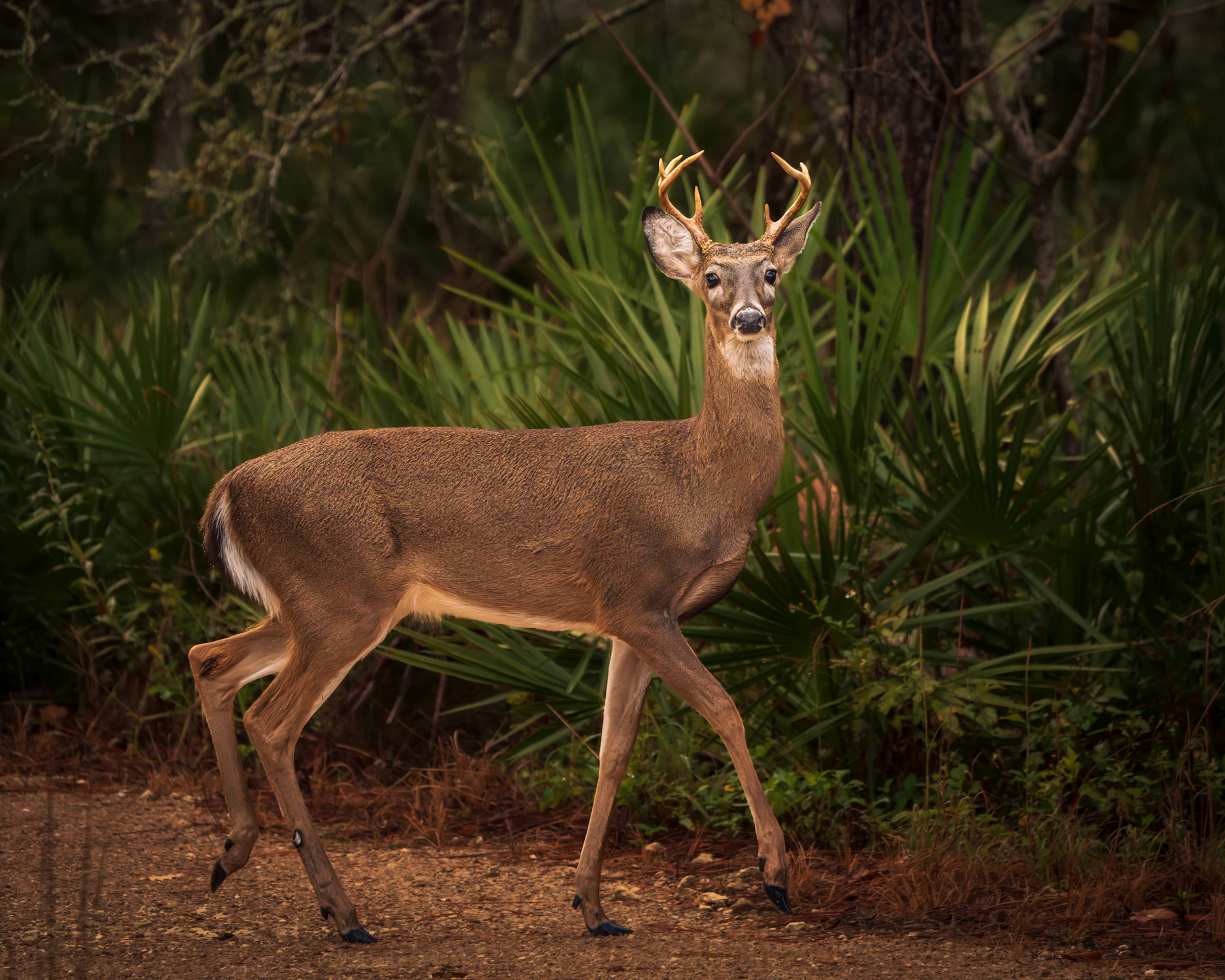 A young white-tailed buck walking along a dirt path at the edge of thick brush
