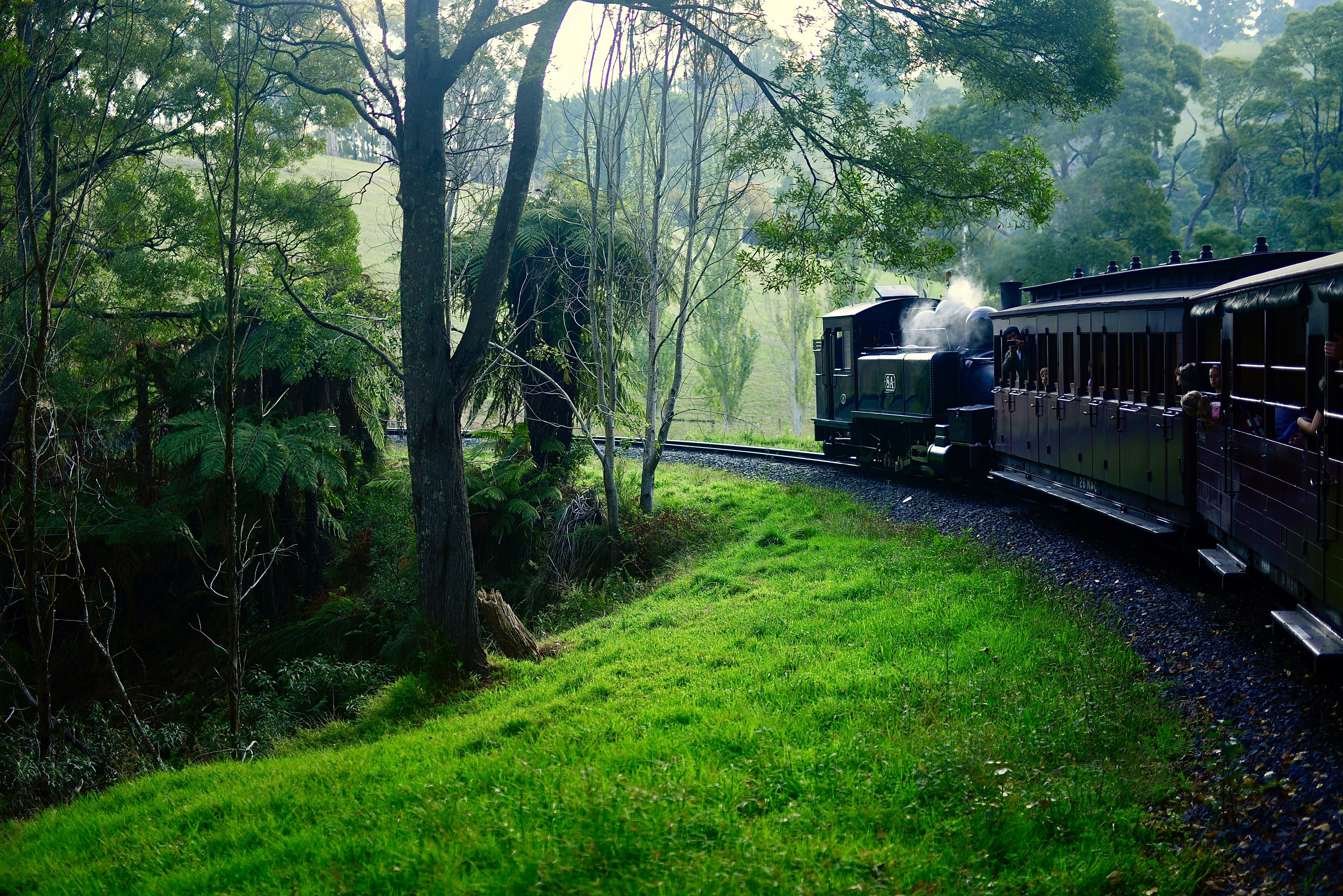 A train travels through a lush green forest.