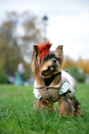 Perro Yorkshire terrier con abrigo en un parque
