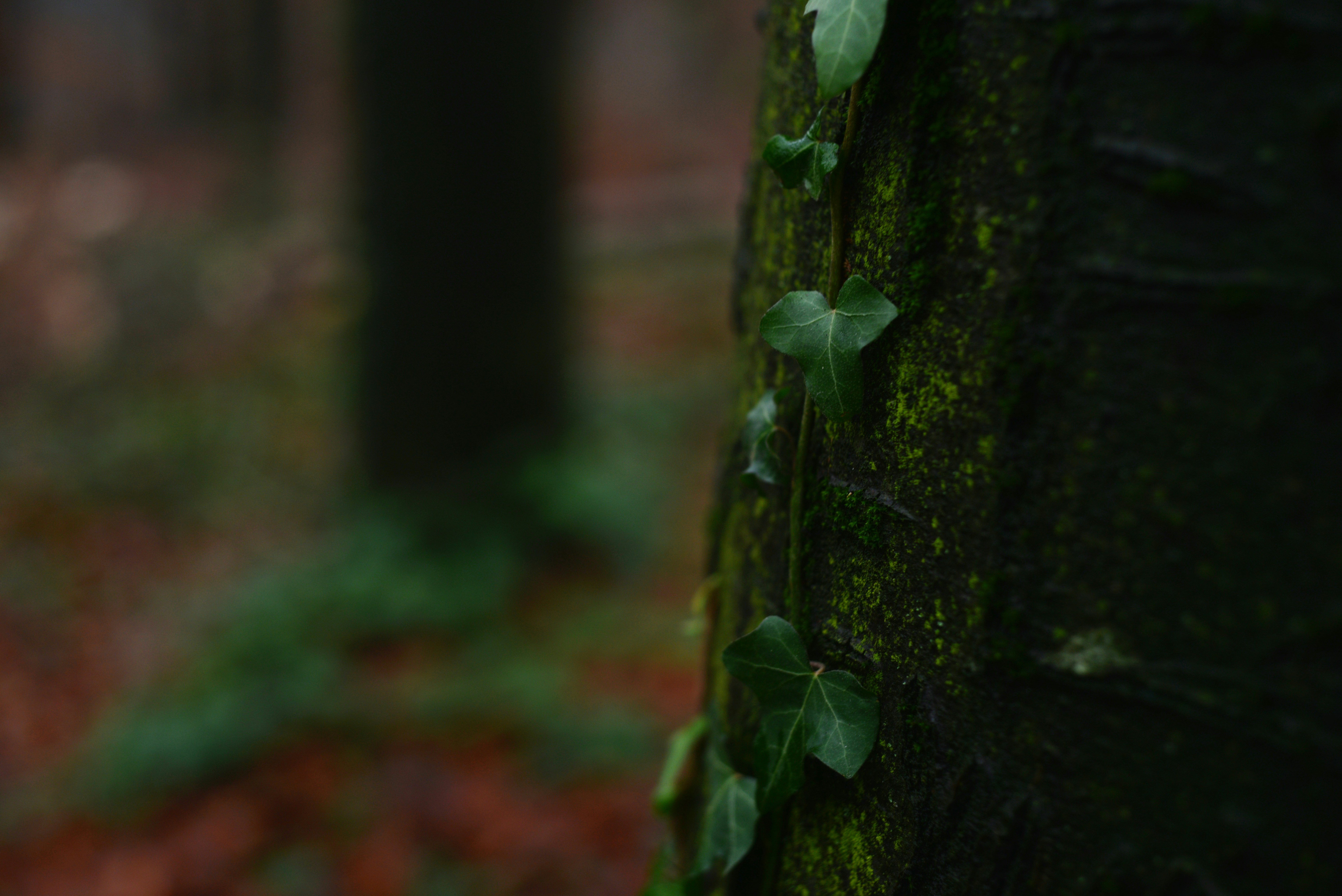 Photo by cherstve_pechivo