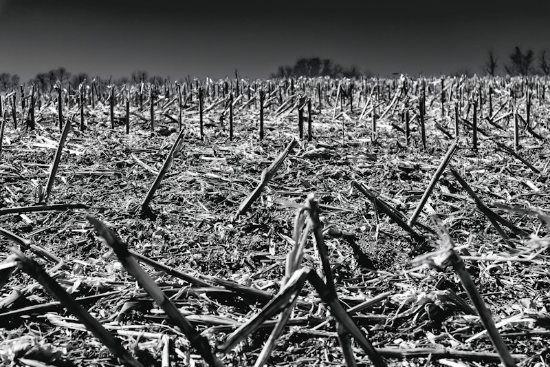 Dry stubble in a harvested farm field under a dramatic sky