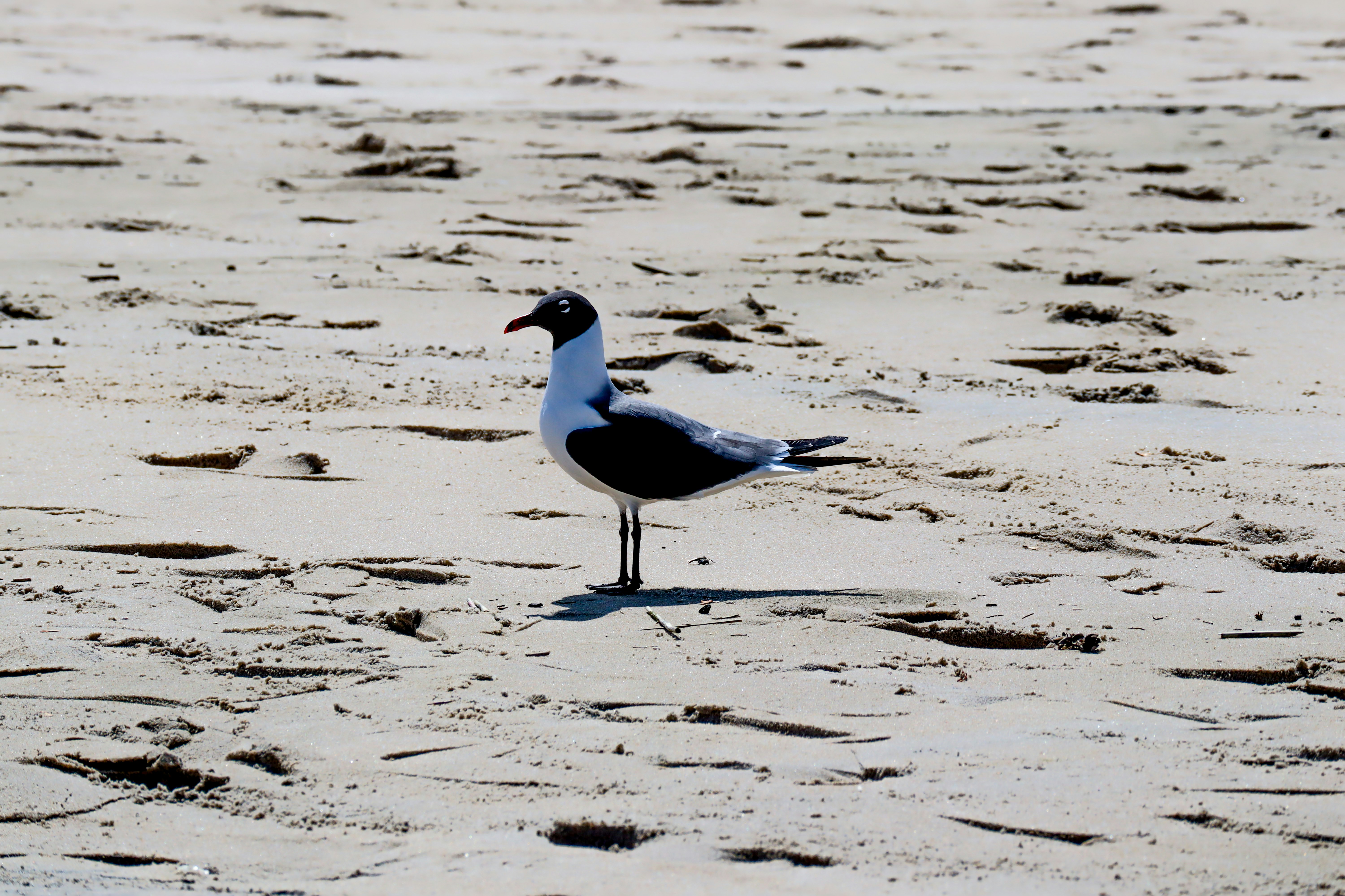 Photo by robinahoody