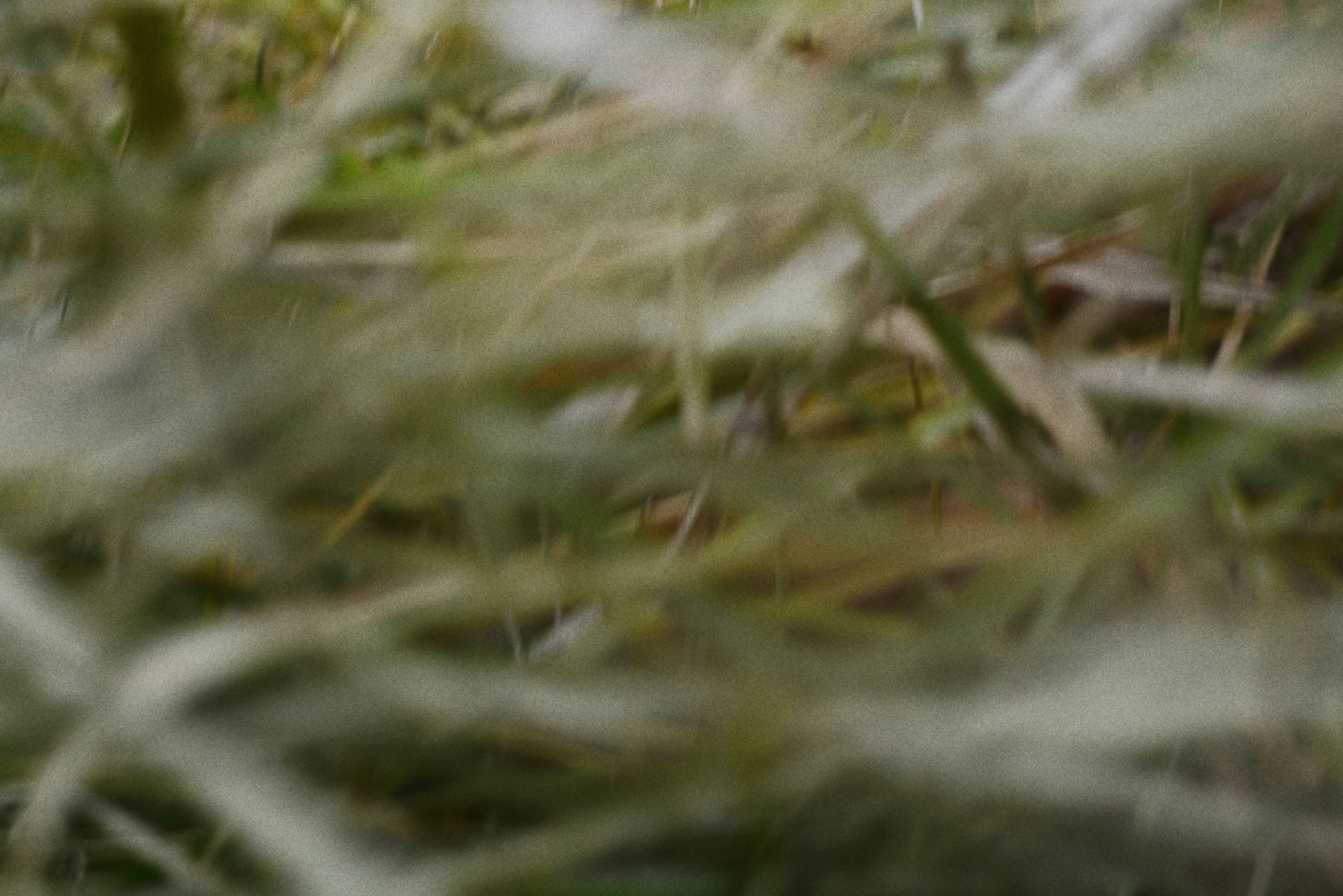 Photo by cherstve_pechivo