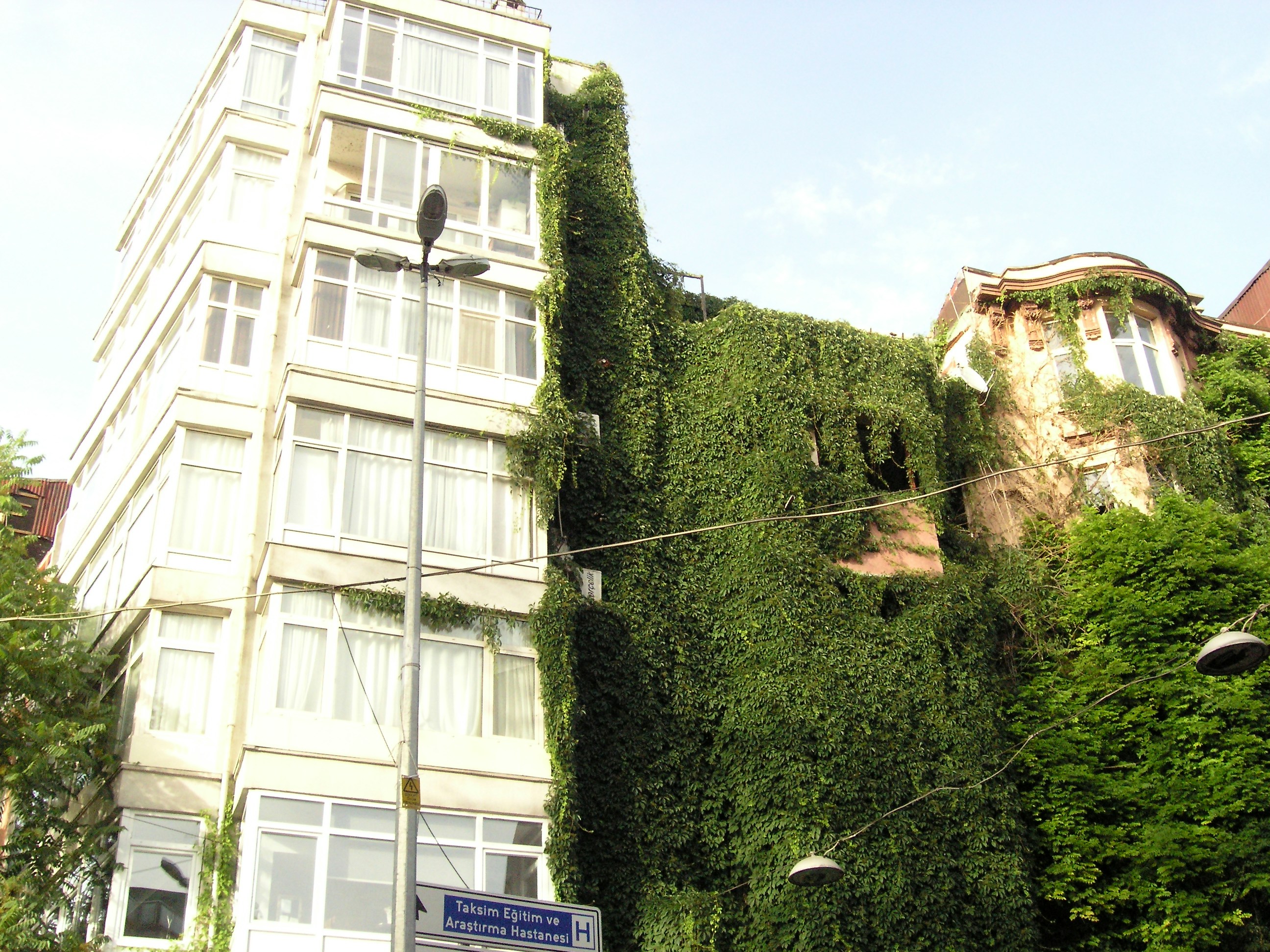 Building covered in lush green ivy on a sunny day.
