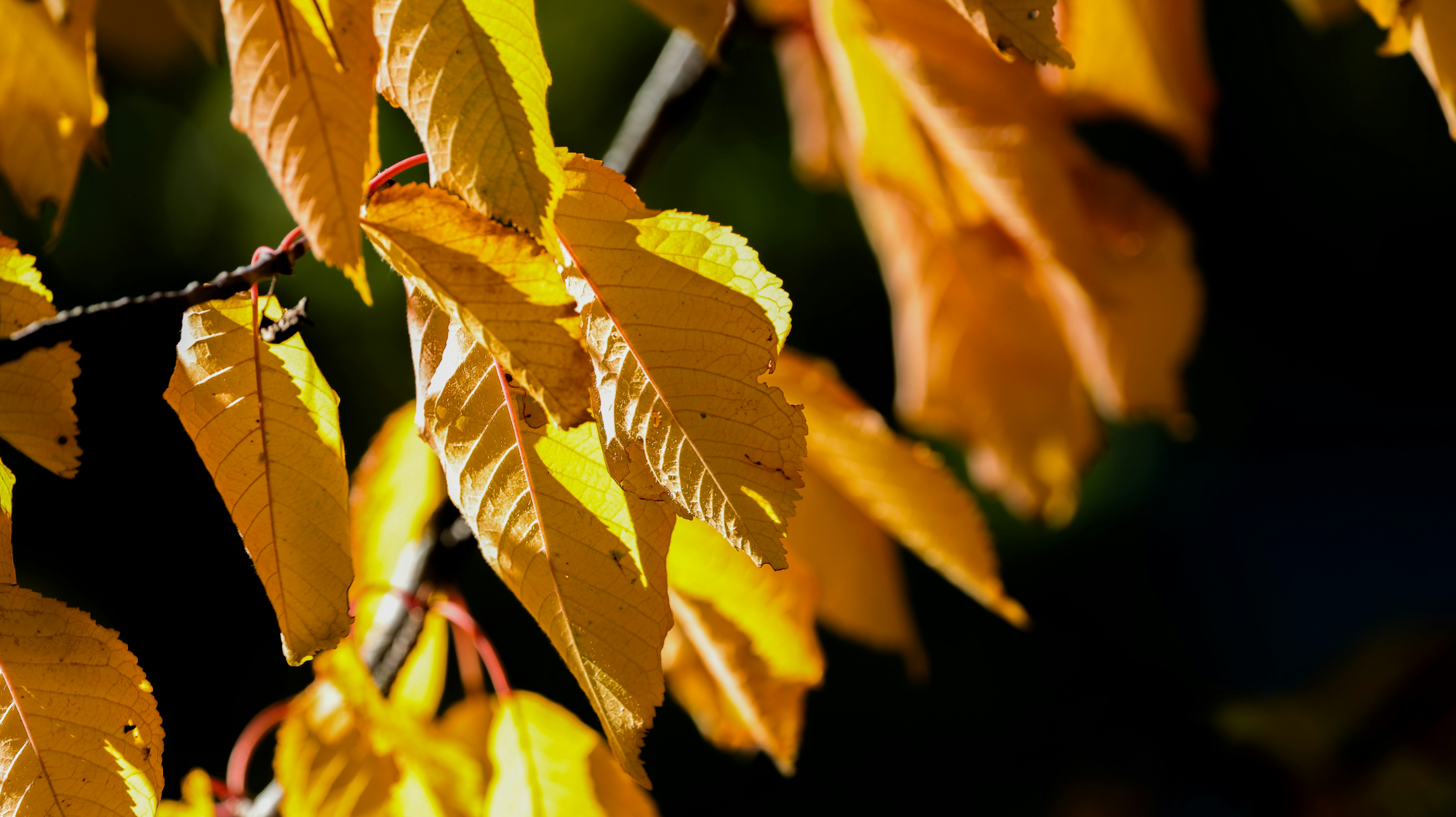 Photo by valomukitse