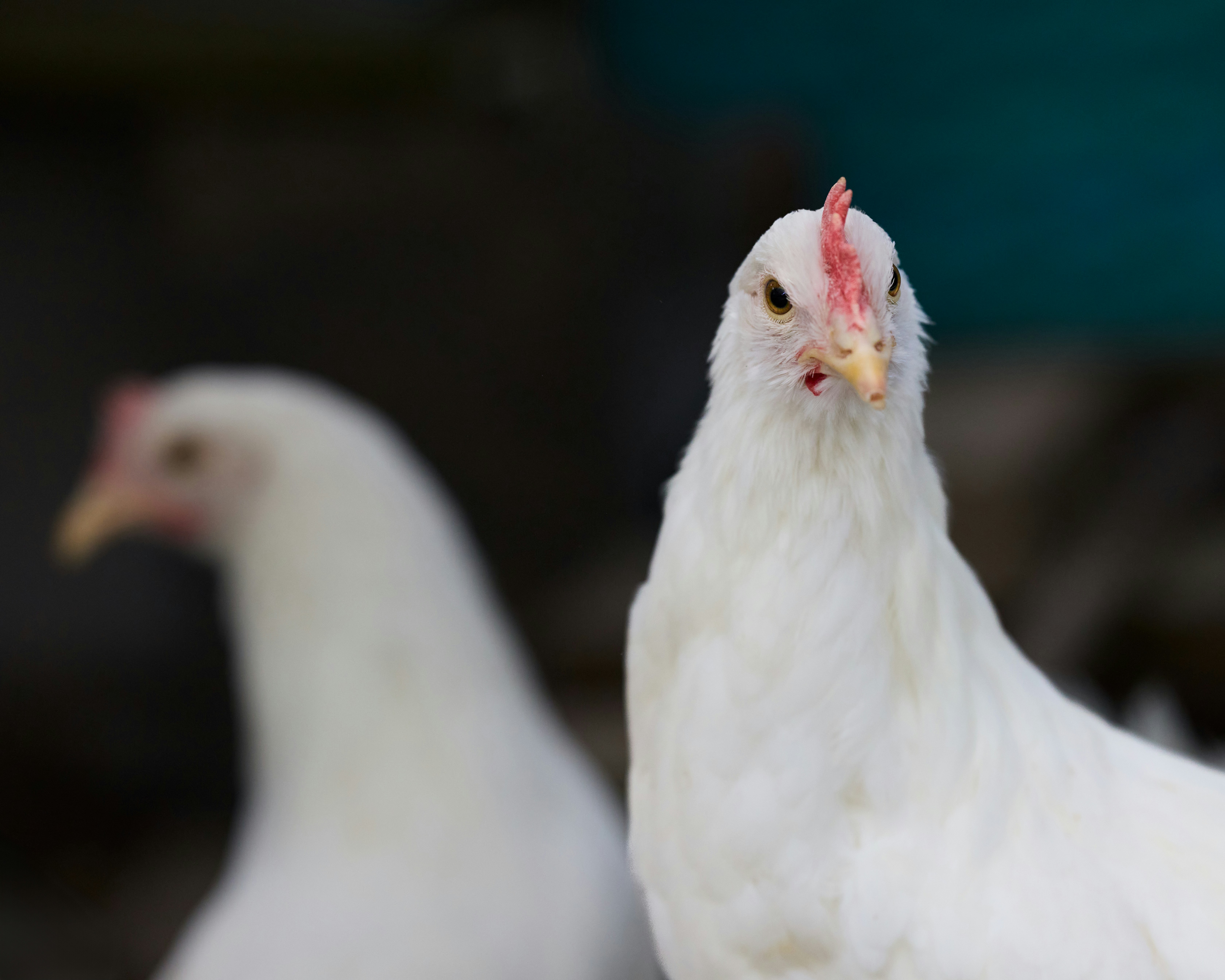 Photo by erwinbosman