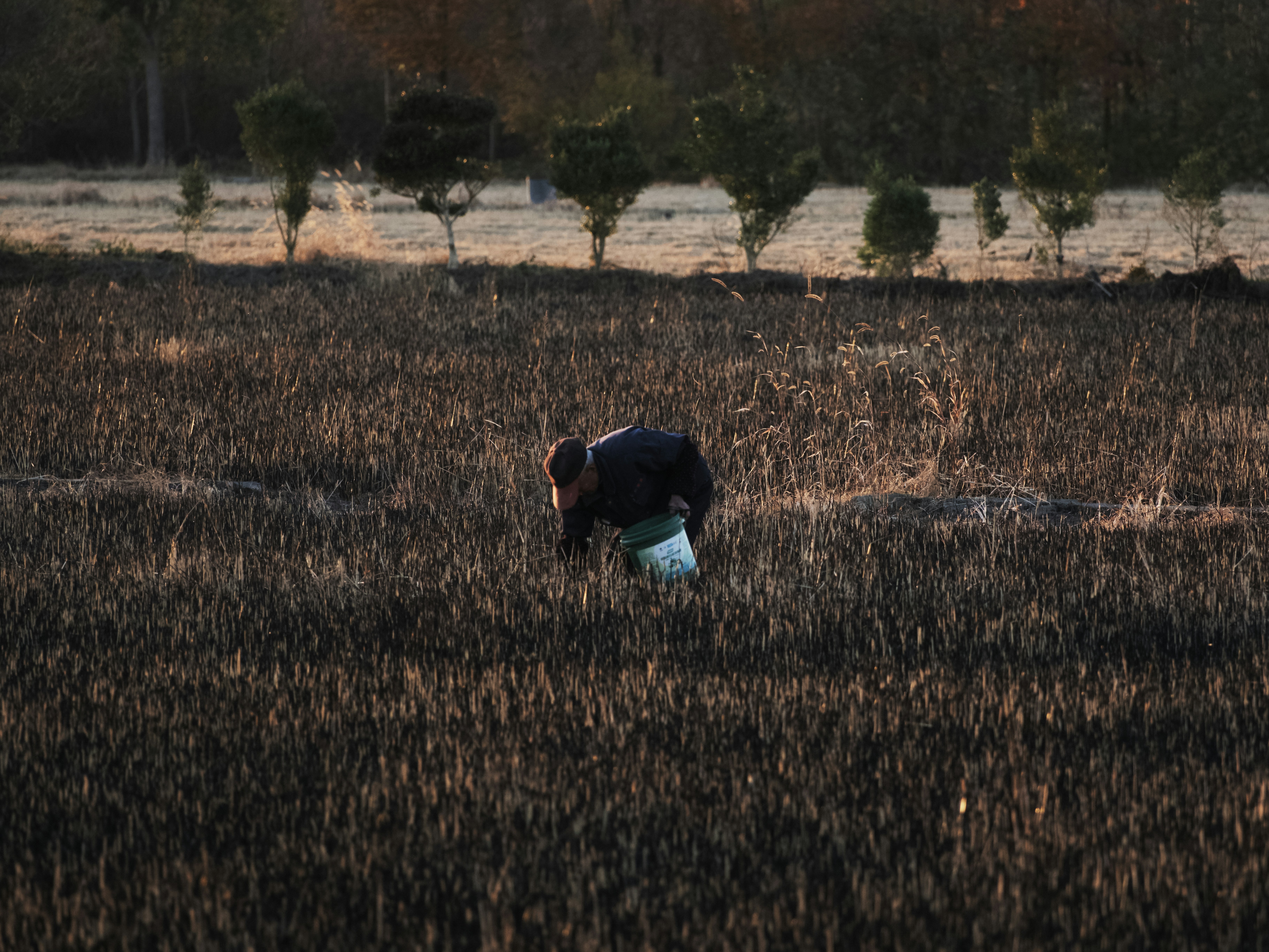 A person harvesting crops in a field at sunset.