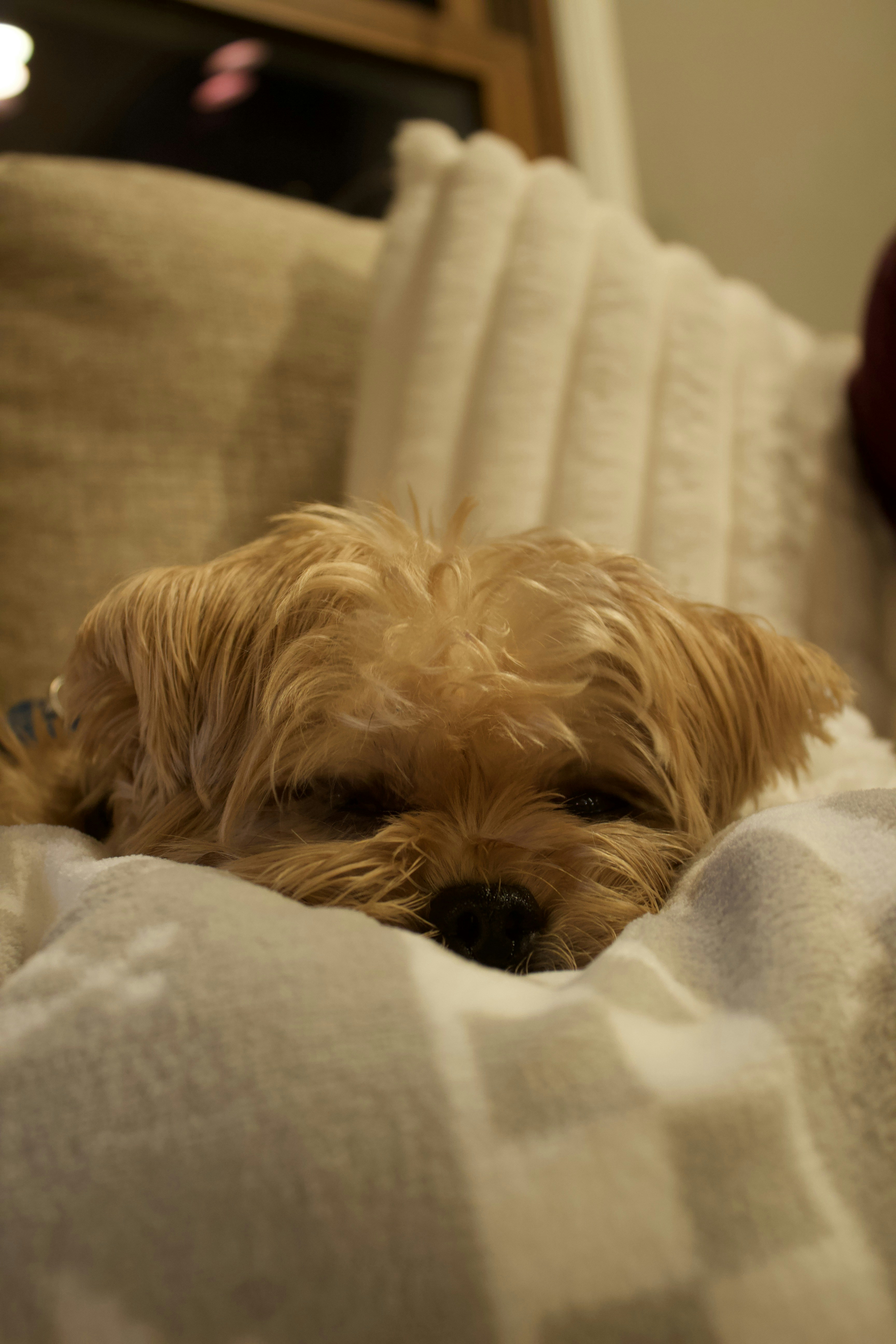 A small dog rests on a soft blanket.