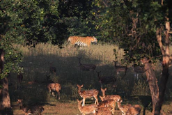 Tiger watches deer in a forest clearing
