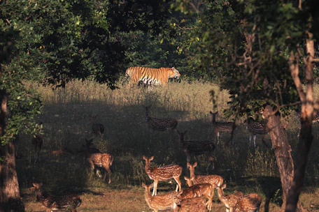 Tiger watches deer in a forest clearing
