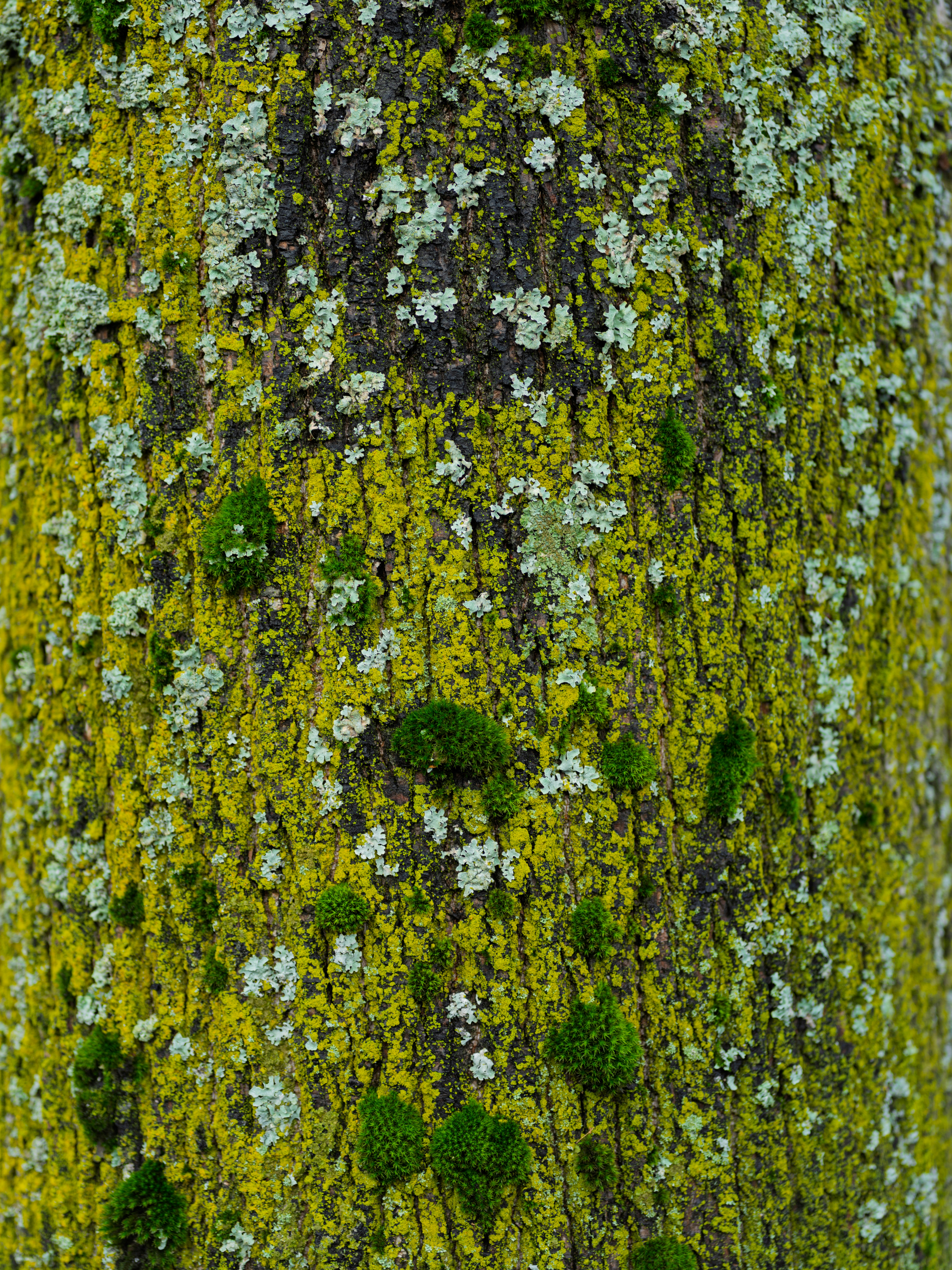 나무 껍질에 자라는 이끼와 지의류