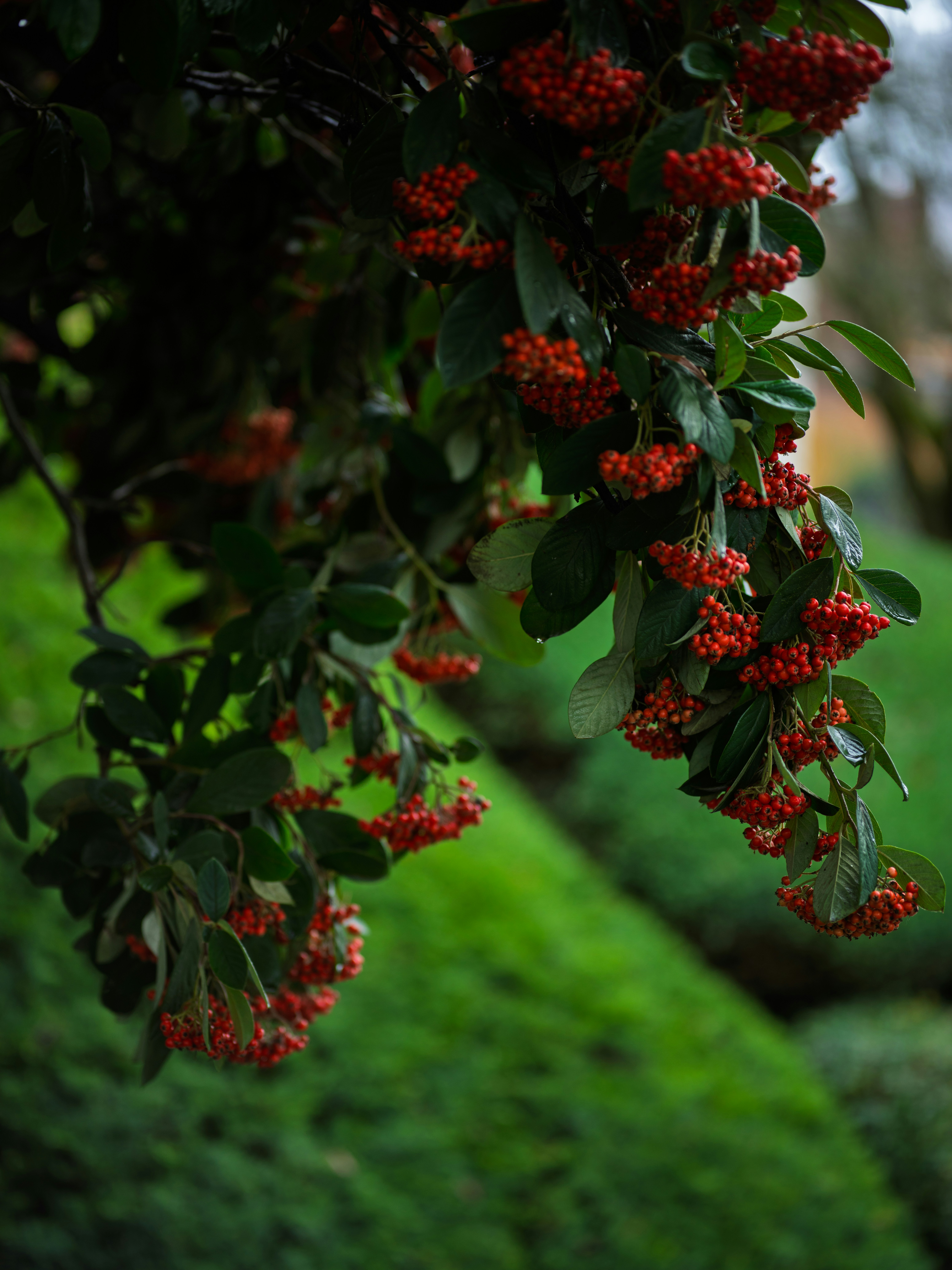 붉은 열매와 초록 잎을 가진 가지들