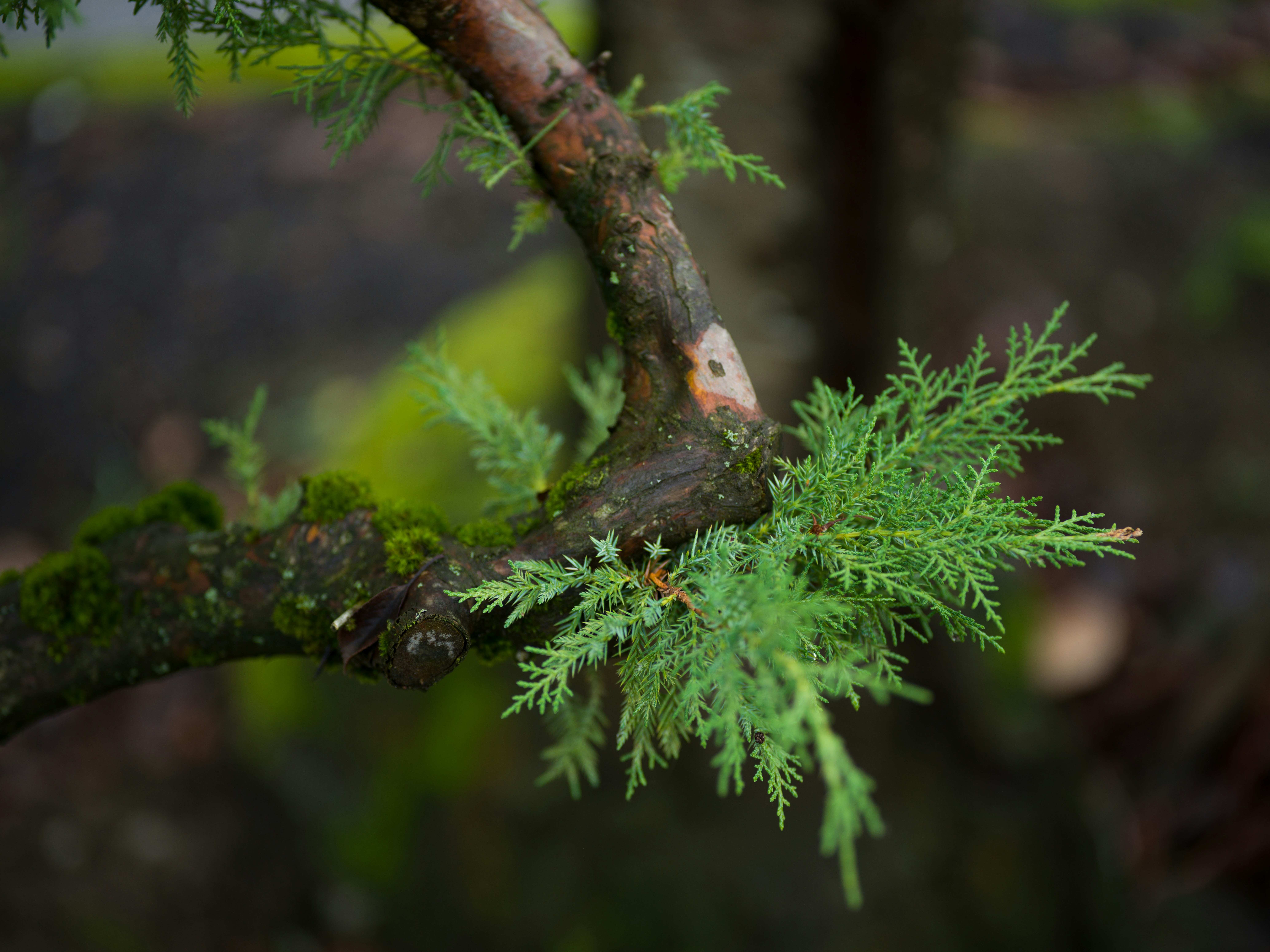 이끼가 있는 초록 소나무 가지 클로즈업