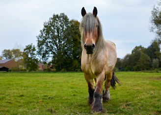 A light brown horse with a long mane walks forward.