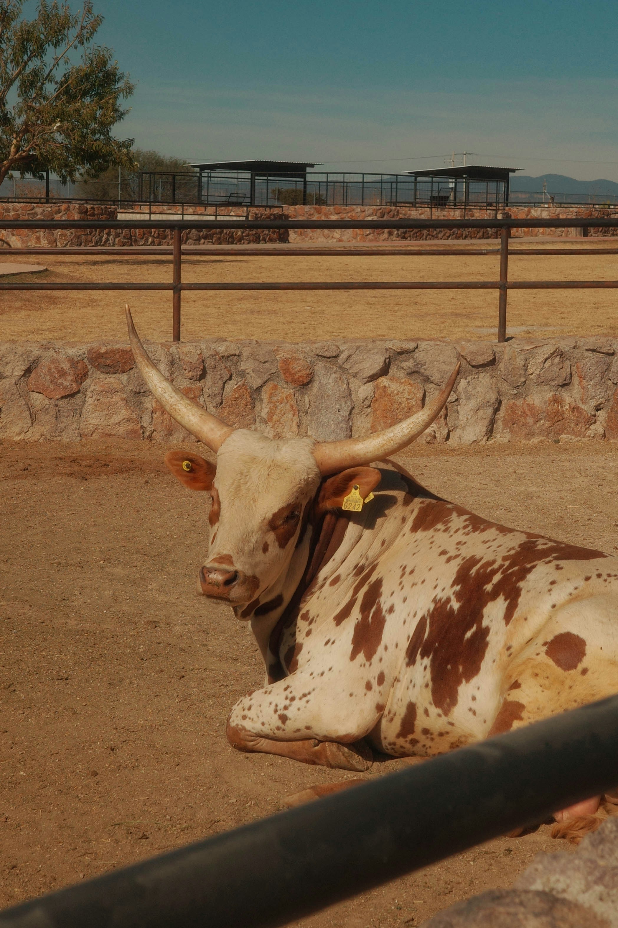 A longhorn cow rests in a dusty enclosure