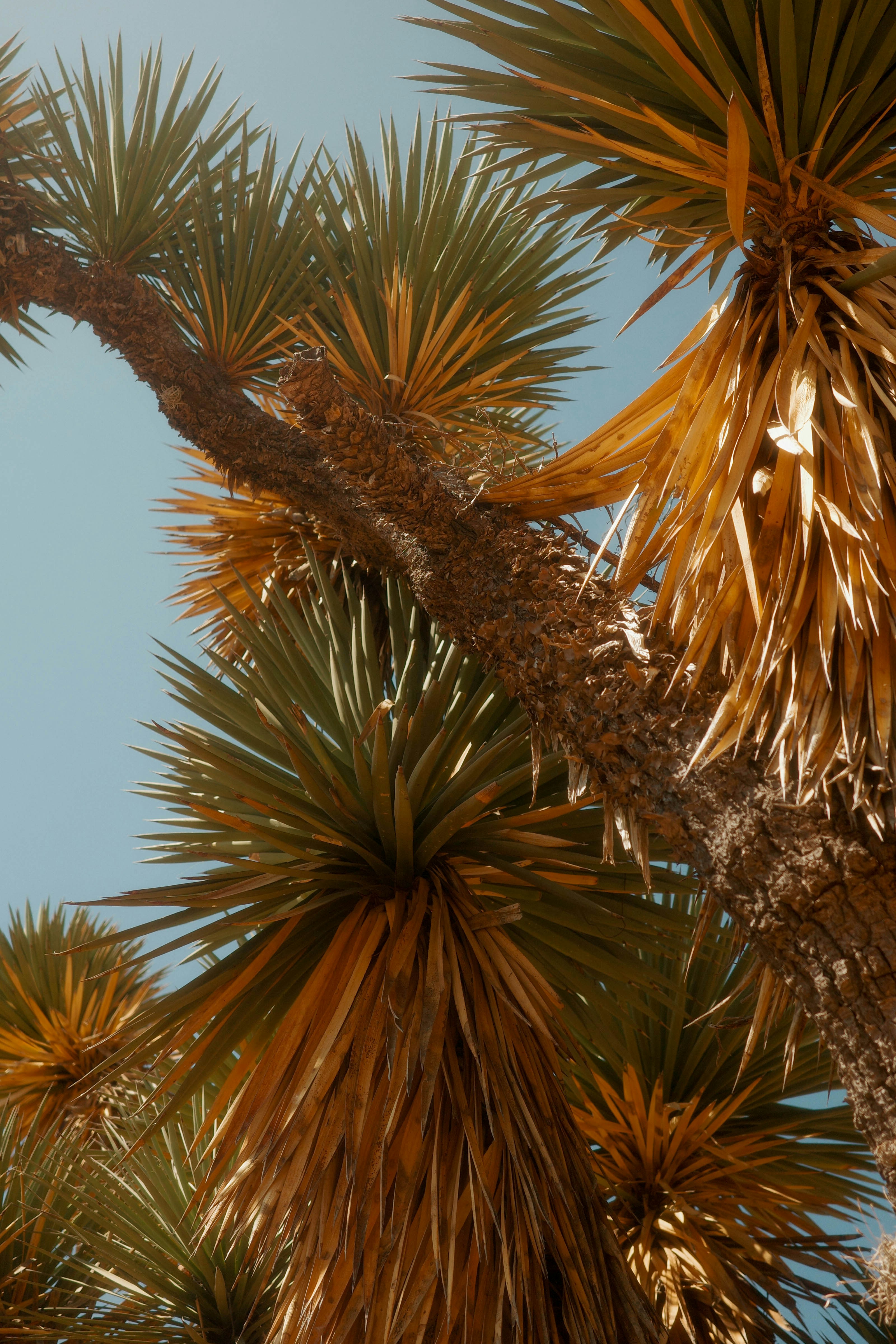 Close-up of joshua tree branches against a clear sky.