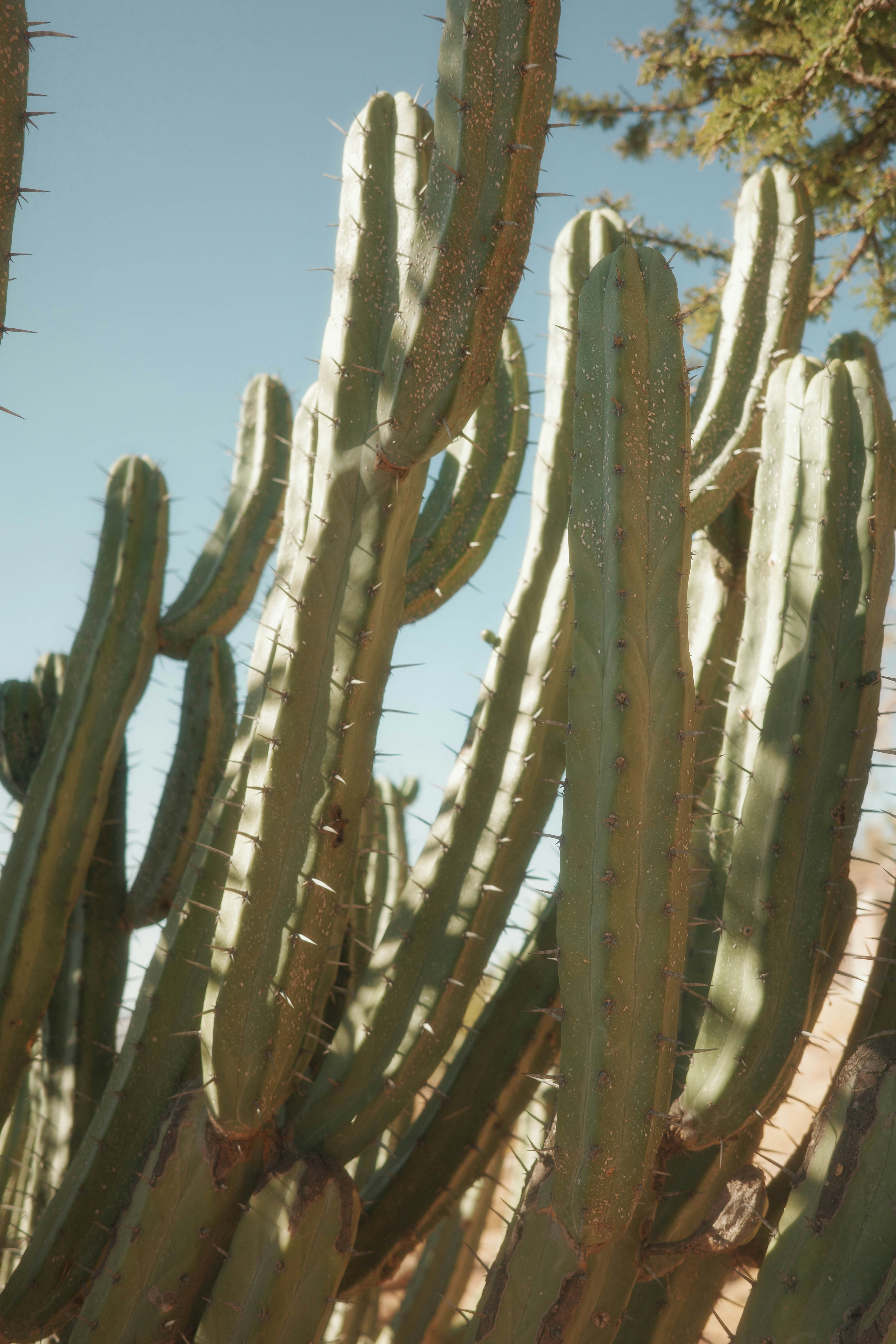 Hohe grüne Kakteen mit scharfen Stacheln unter blauem Himmel