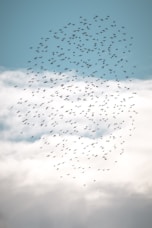 A flock of birds flying in a cloudy sky