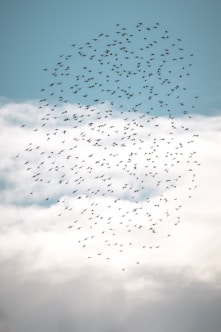 A flock of birds flying in a cloudy sky