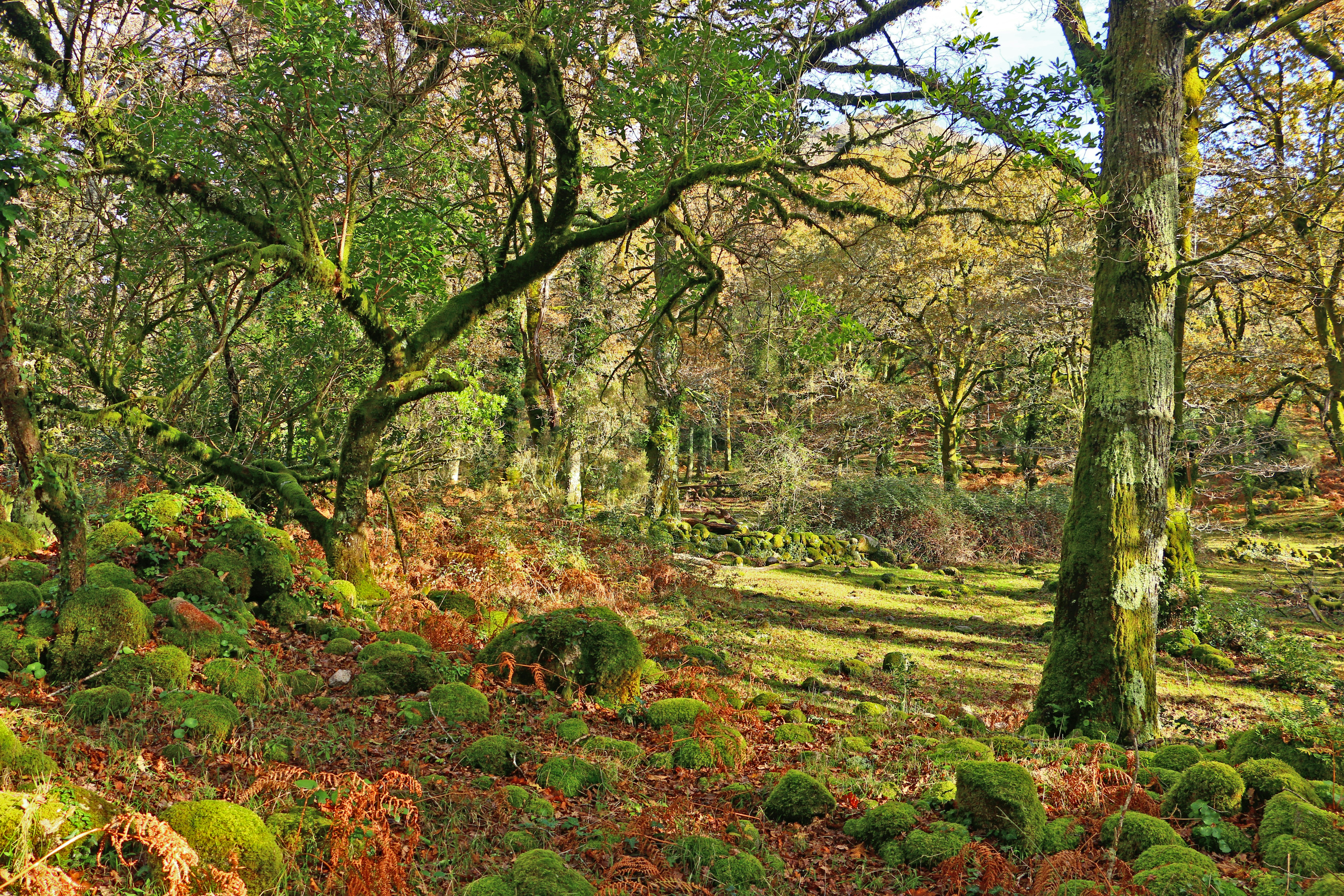 Moss covered rocks and trees in a sunlit forest.