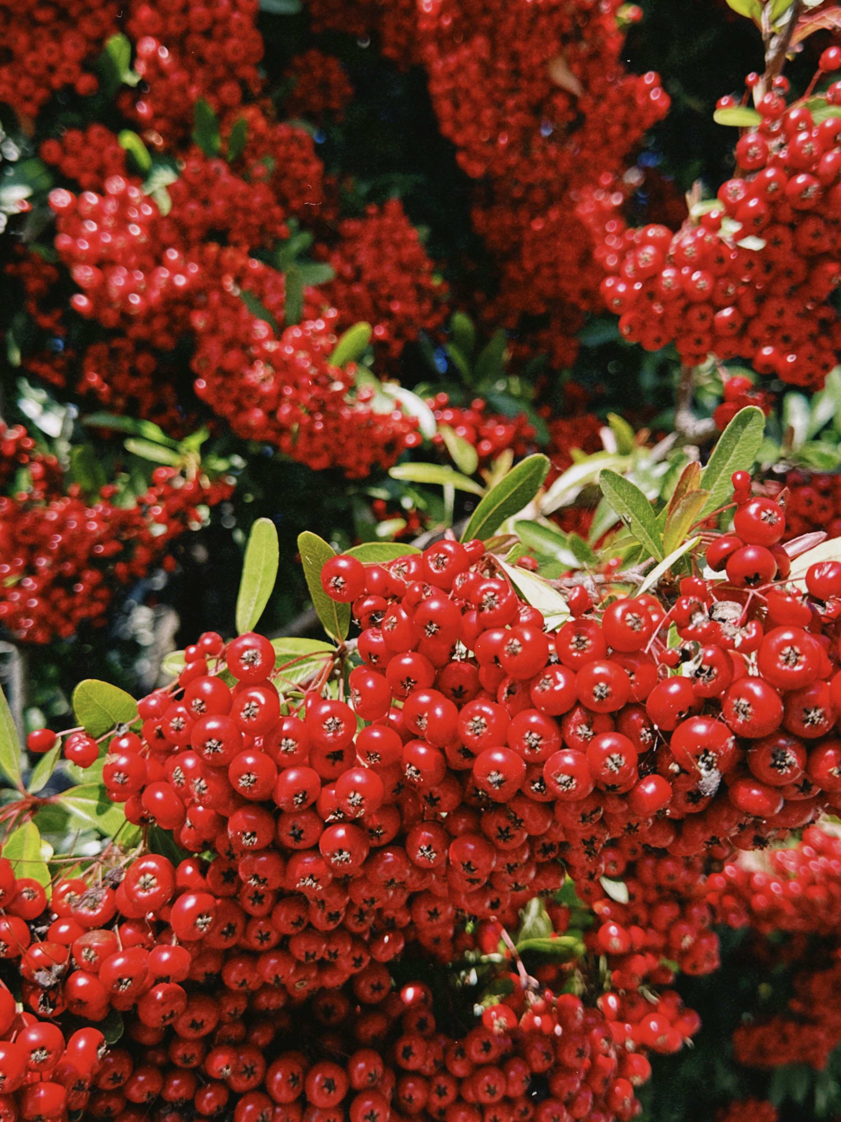 Photo by christopherstites