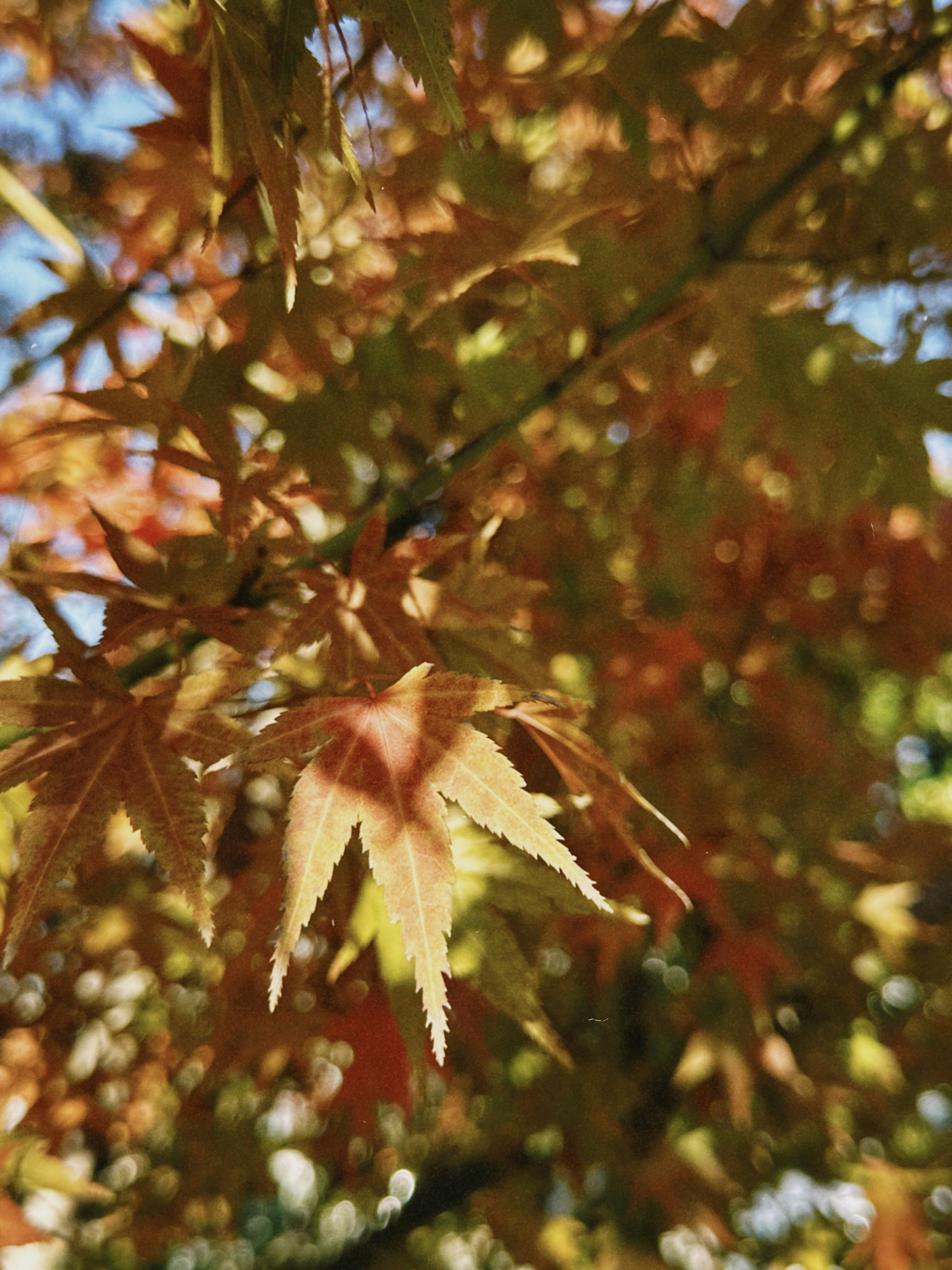 木の枝に乗った秋の葉。