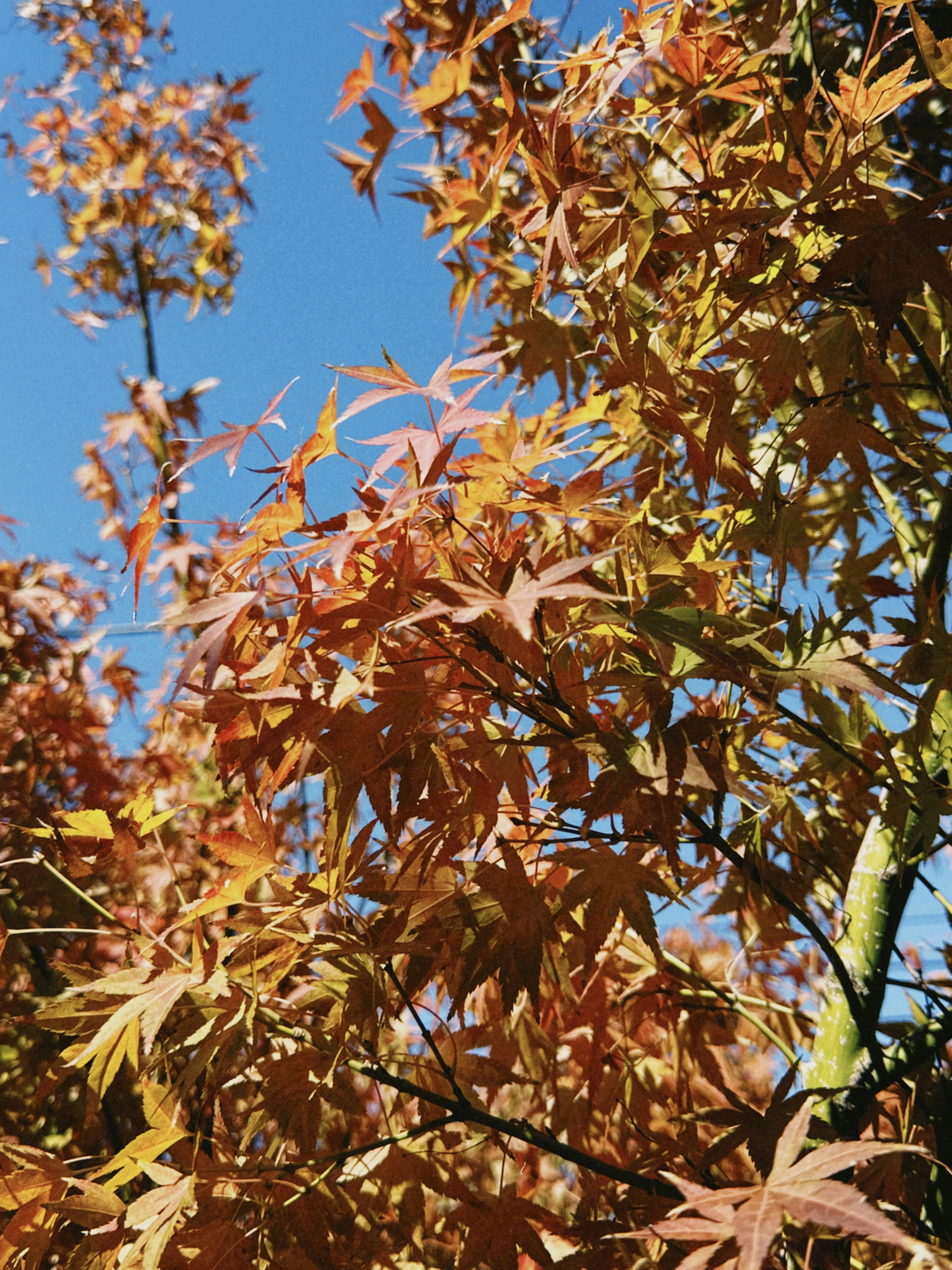 澄んだ青空を背景にした紅葉