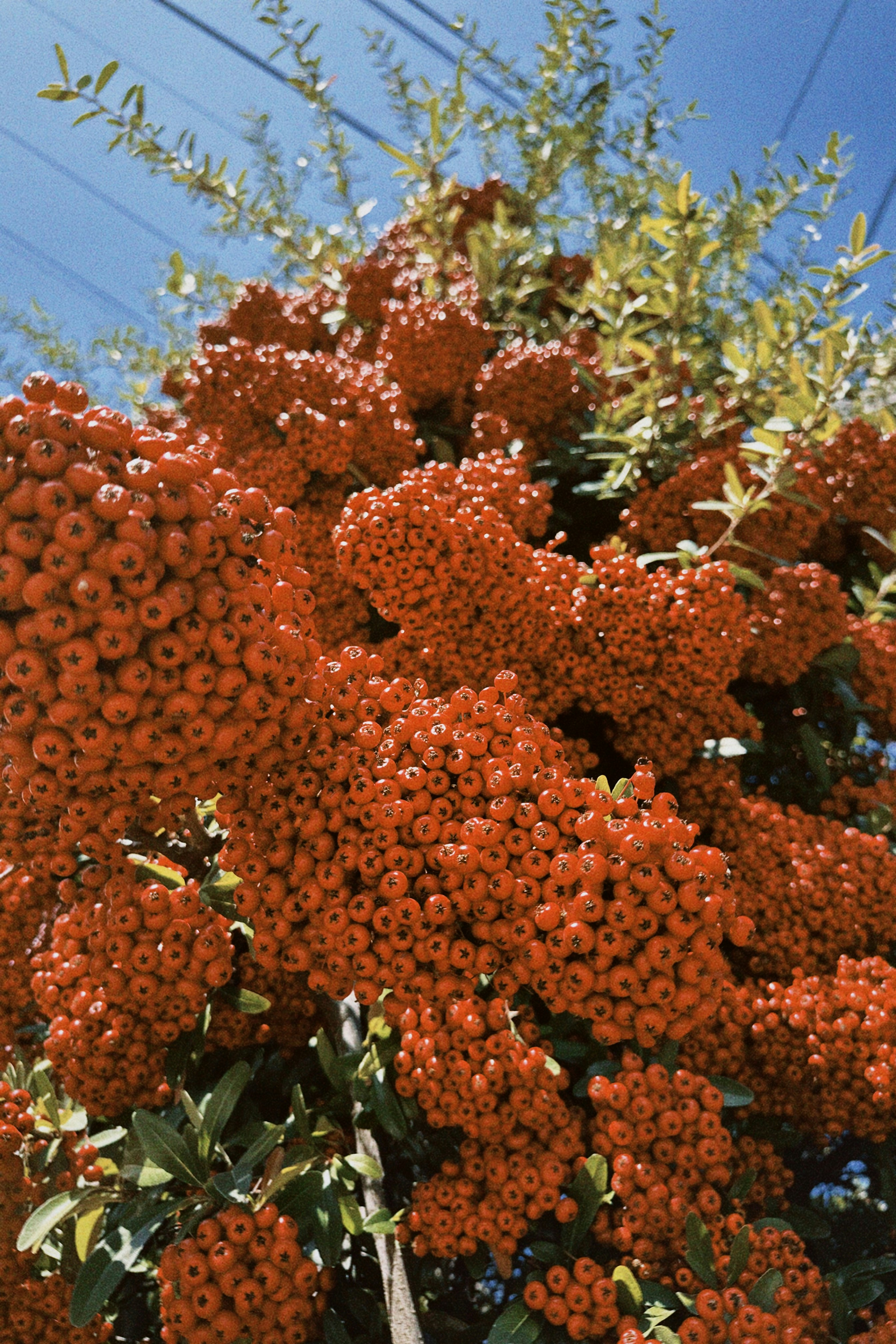 茂みに咲く鮮やかな赤い実の房。