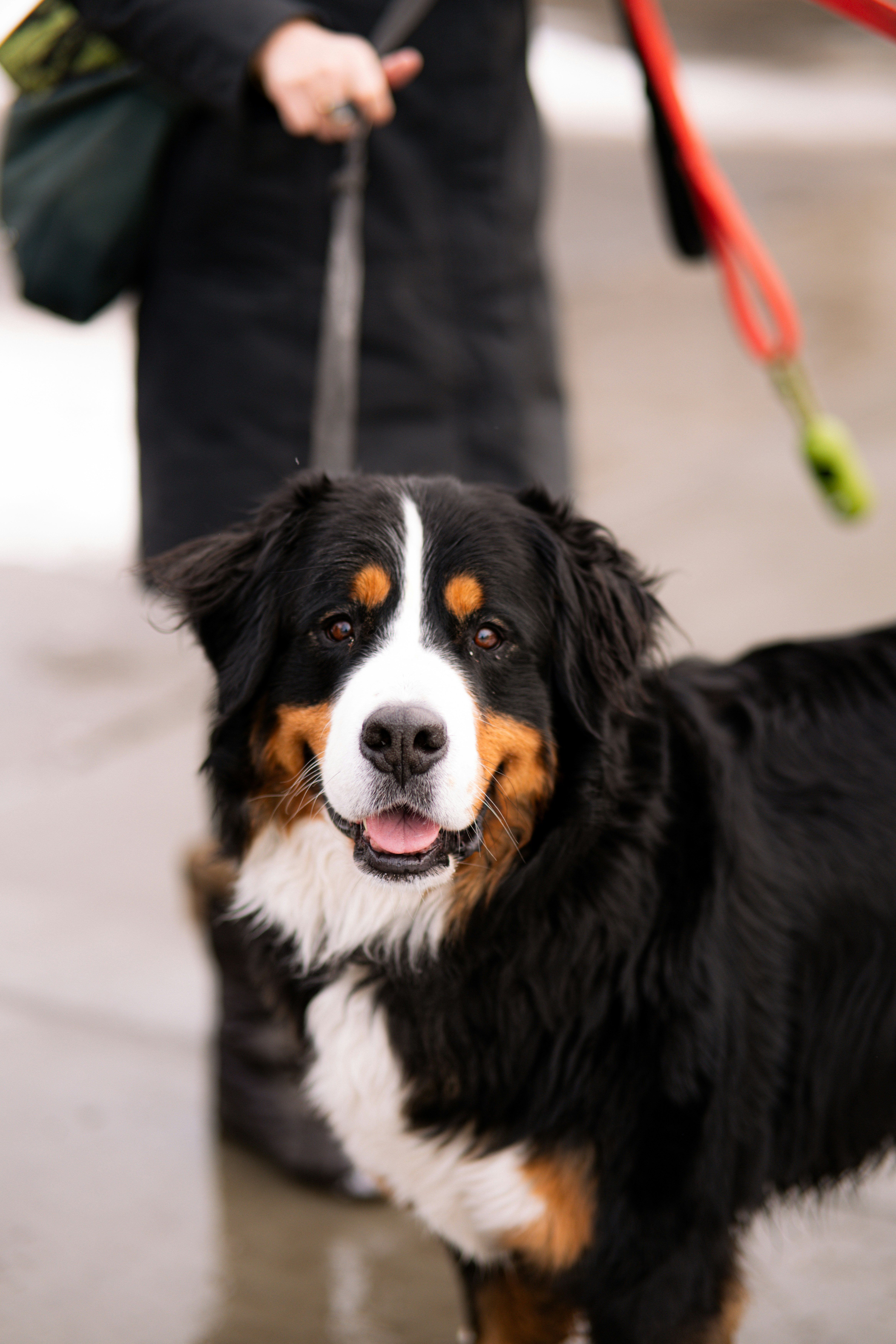 A bernese mountain dog on a leash outdoors