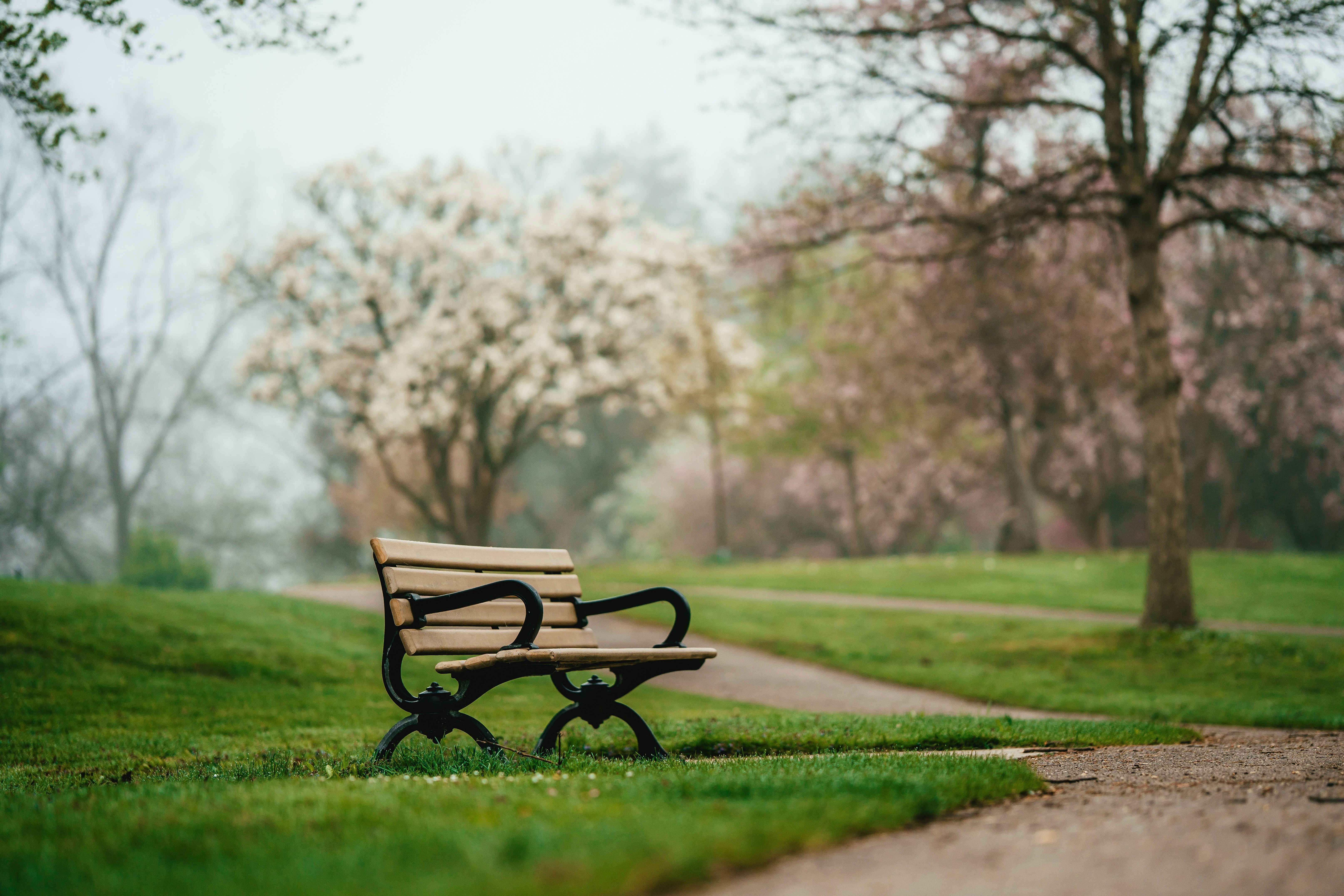 Empty park bench surrounded by blooming trees and fog.