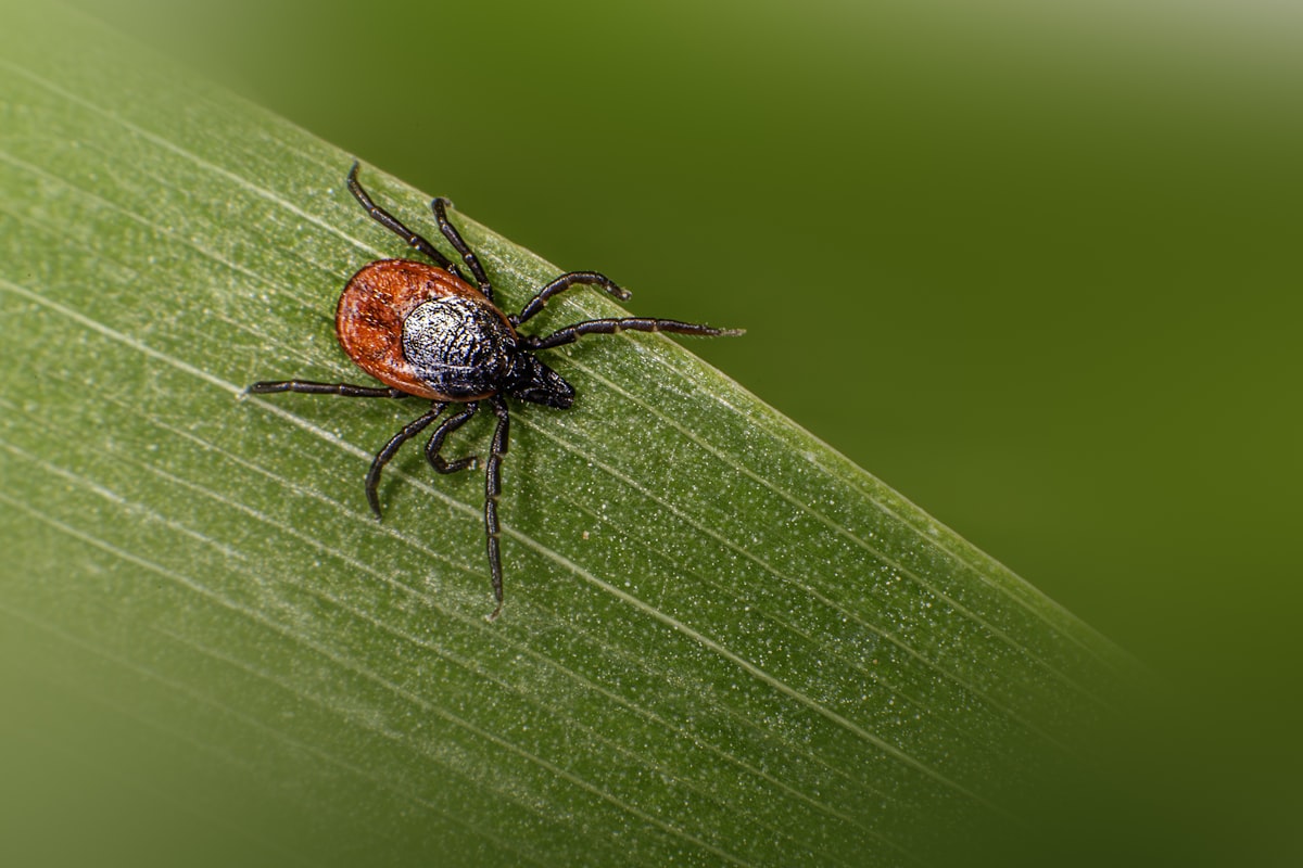 Tick Prevention for Rockland County Yards and Families