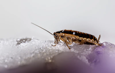 A cockroach on a textured surface