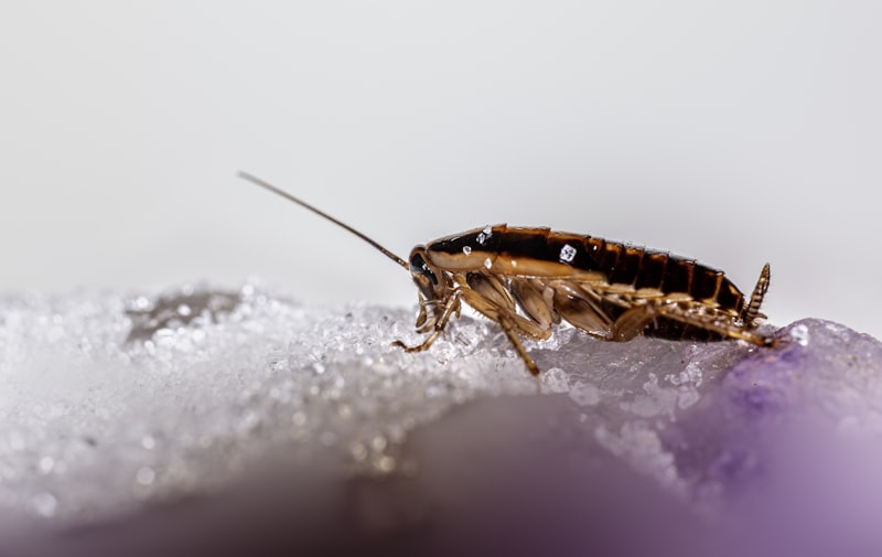 Coquerelle germanique en gros plan — identification des blattes dans les appartements de Montreal