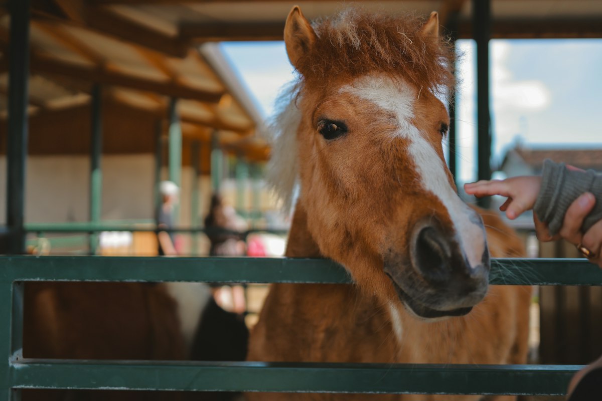 Kinderboerderij De Heij