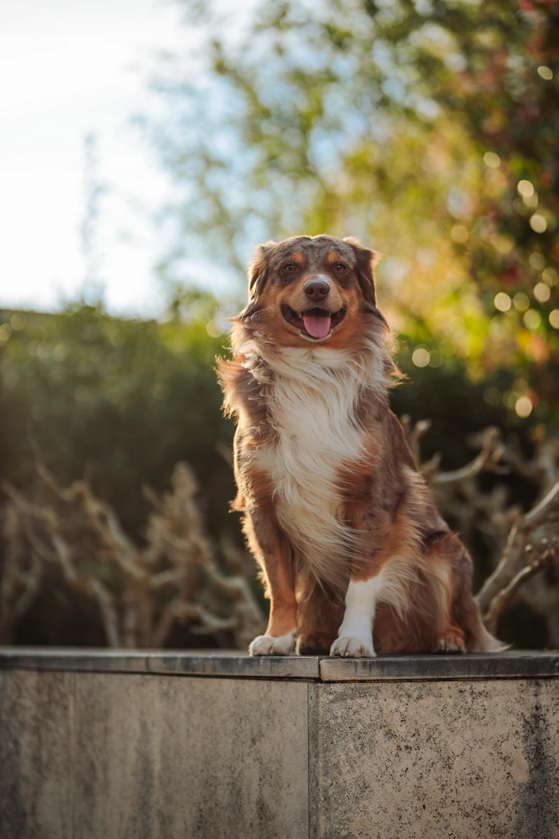 Rua sitting on a stone wall in evening light