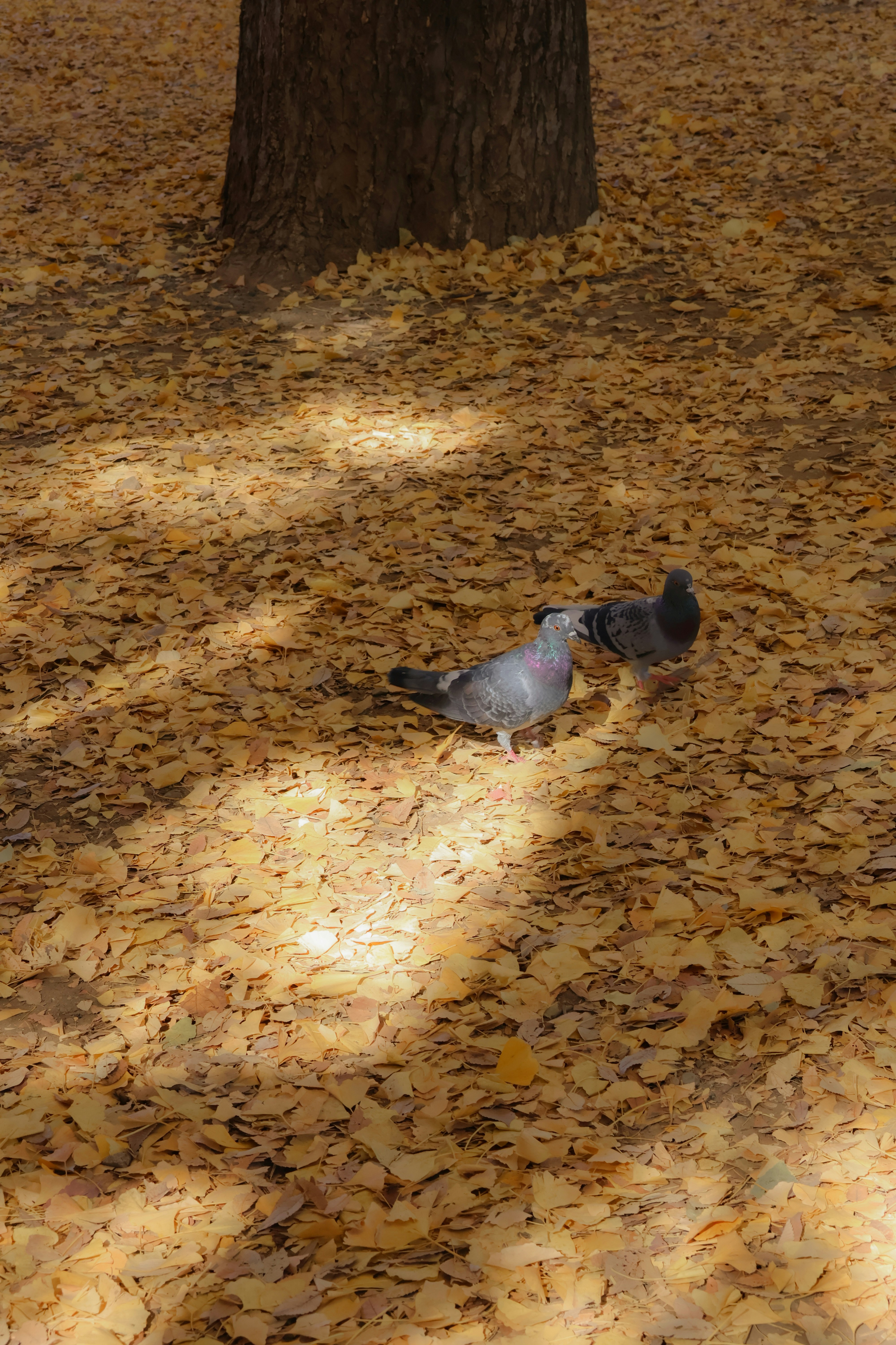 Two pigeons stand on a carpet of fallen autumn leaves.